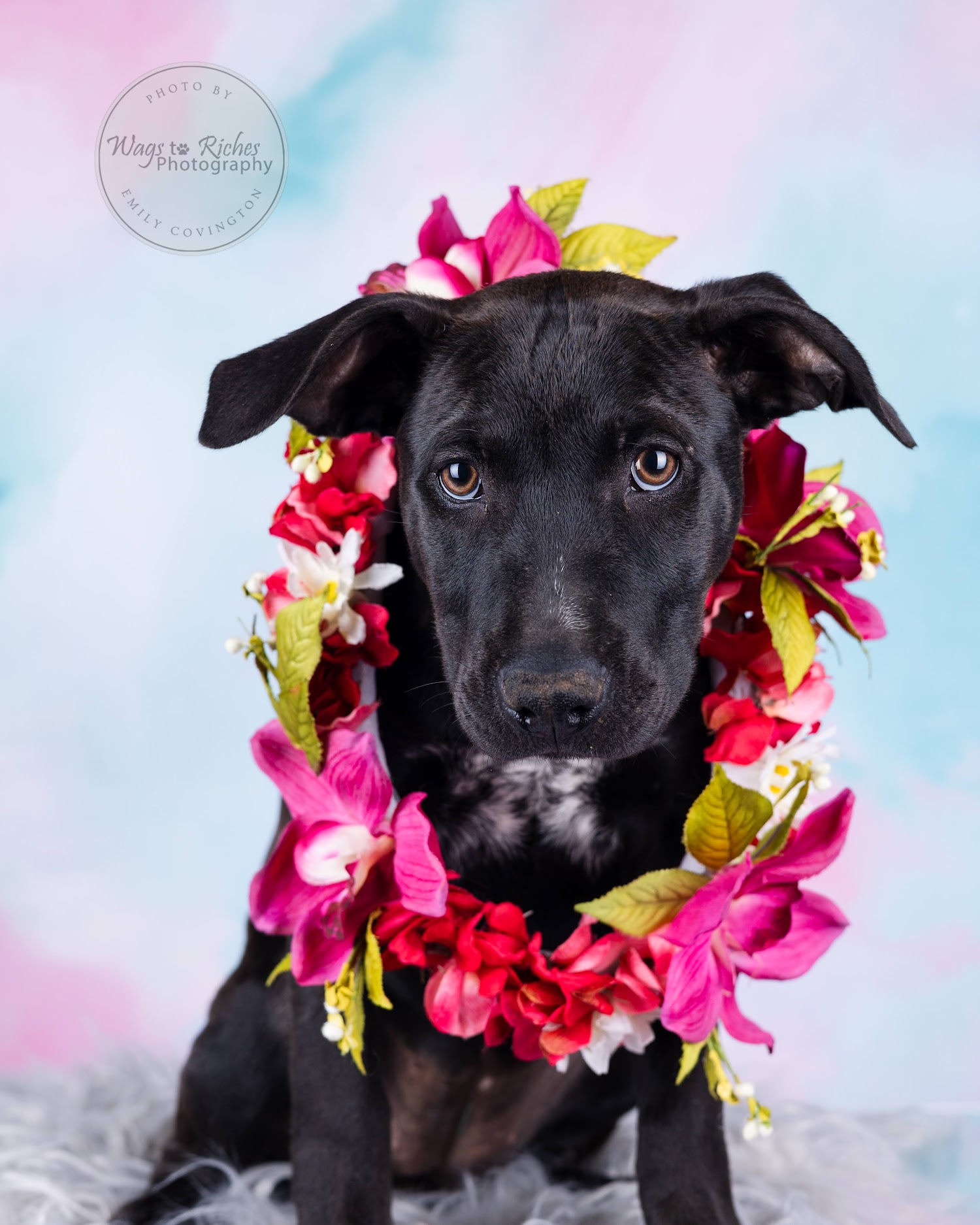 Myrcy - Adopted, Adoptable, Puppy Female Labrador Retriever & Black Labrador Retriever.