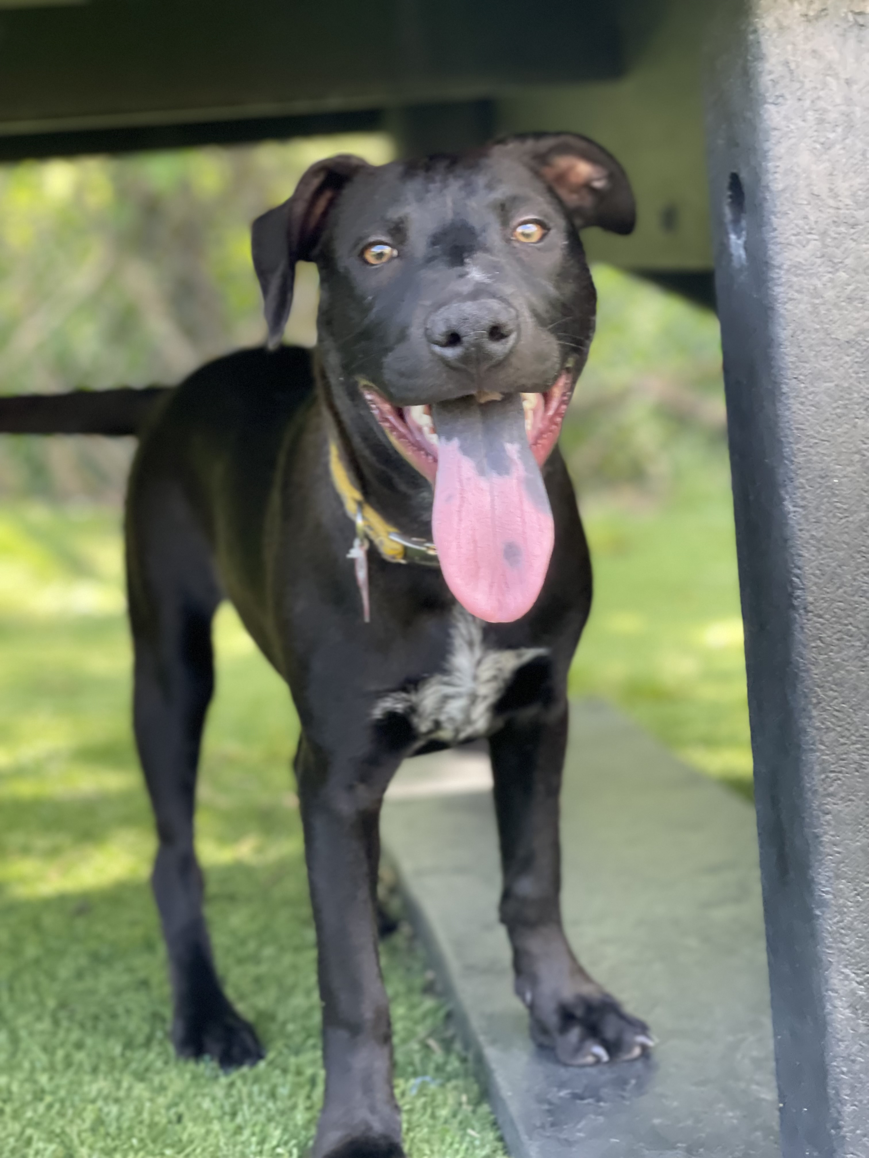 Myrcy - Adopted, a Adoptable mixed breed in Johnston , RI image 5/6