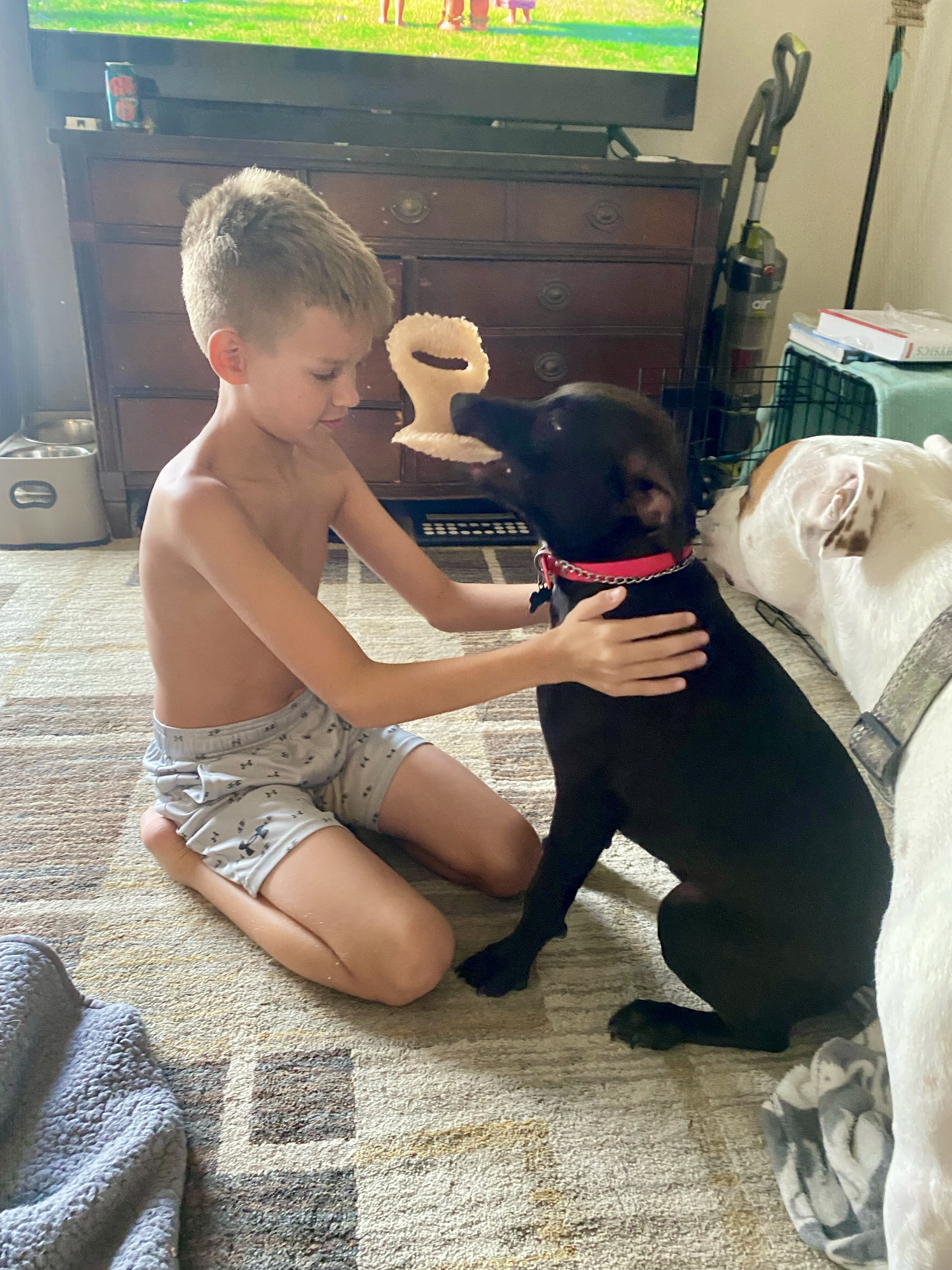 Myrcy - Adopted, a Adoptable mixed breed in Johnston , RI image 2/6