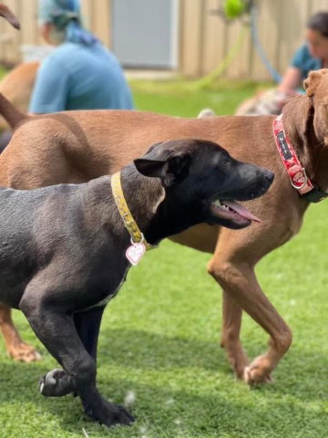 Myrcy - Adopted, a Adoptable mixed breed in Johnston , RI image 4/6