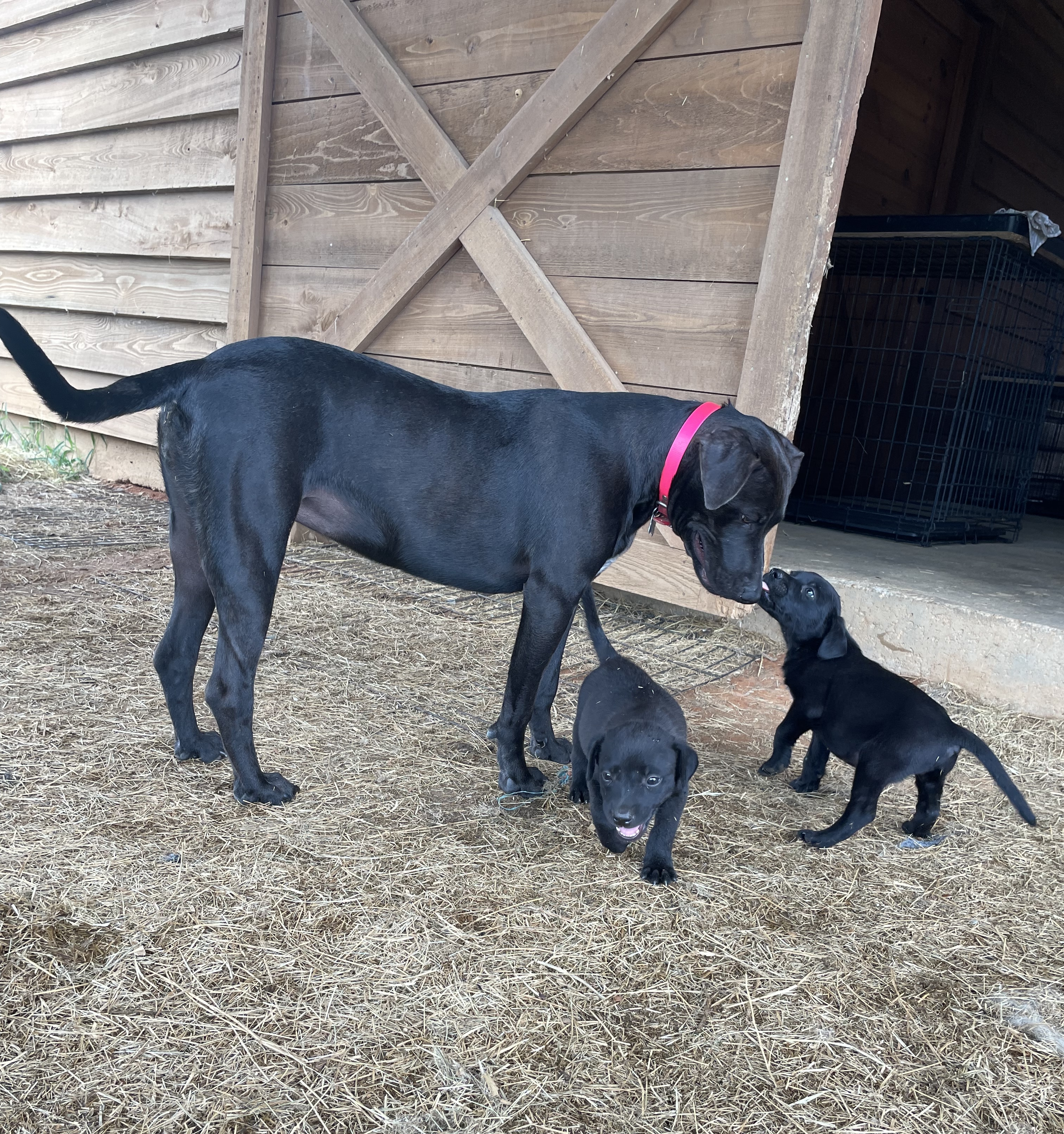 Myrcy - Adopted, a Adoptable mixed breed in Johnston , RI image 3/6