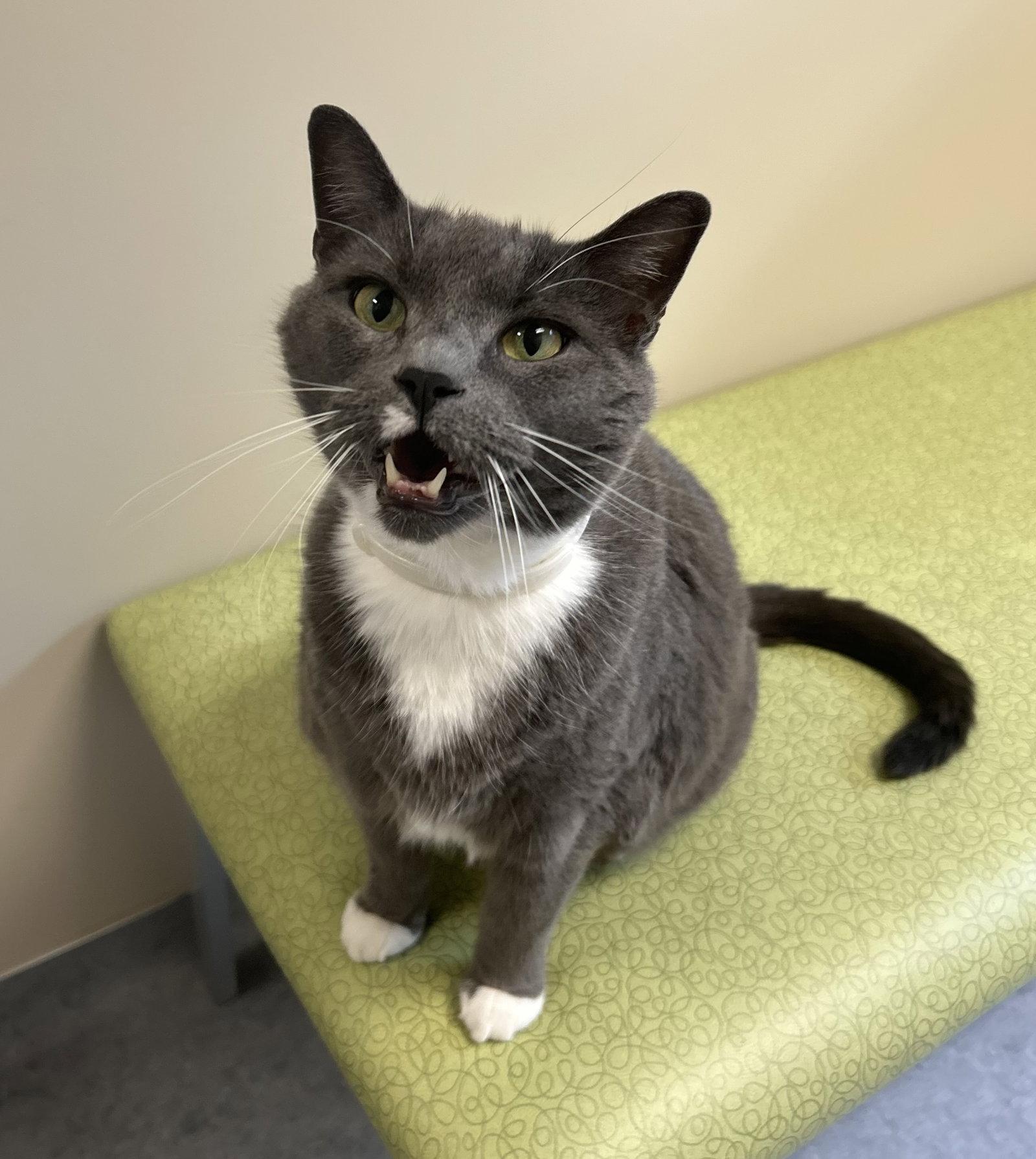 Sammy, a Adoptable Domestic Short Hair in Arlington, VT image 1/3