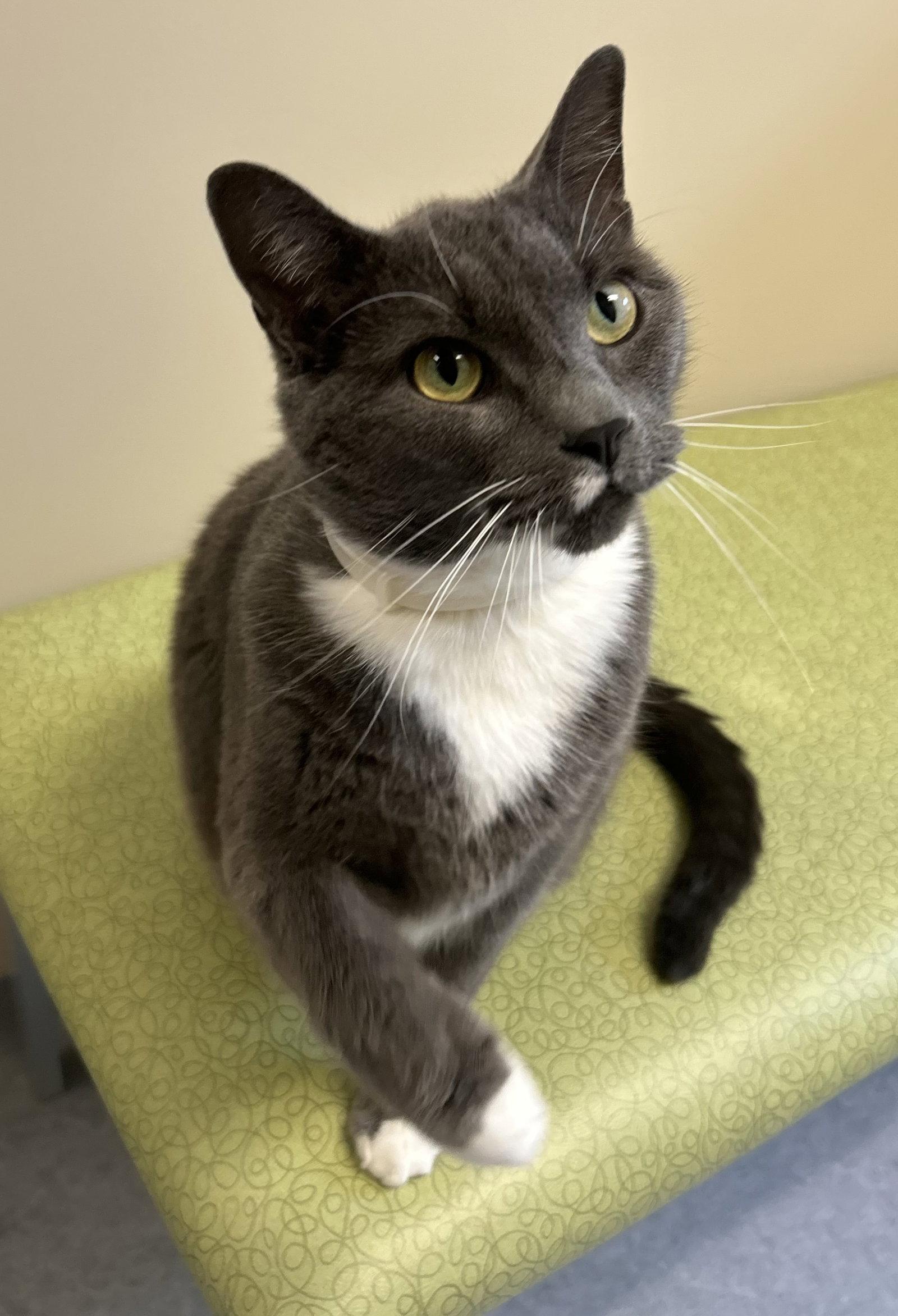 Sammy, a Adoptable Domestic Short Hair in Arlington, VT image 2/3