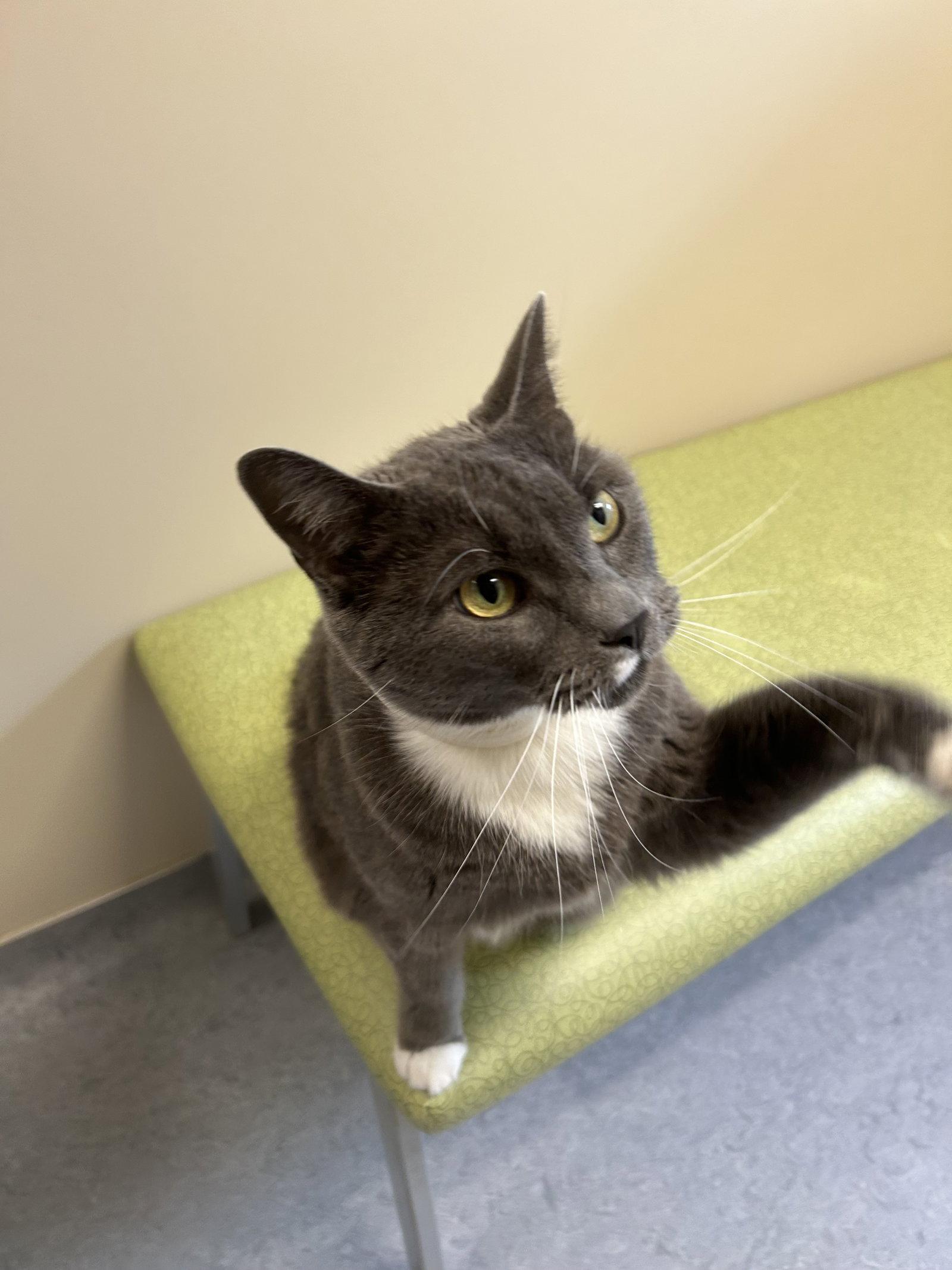 Sammy, a Adoptable Domestic Short Hair in Arlington, VT image 3/3
