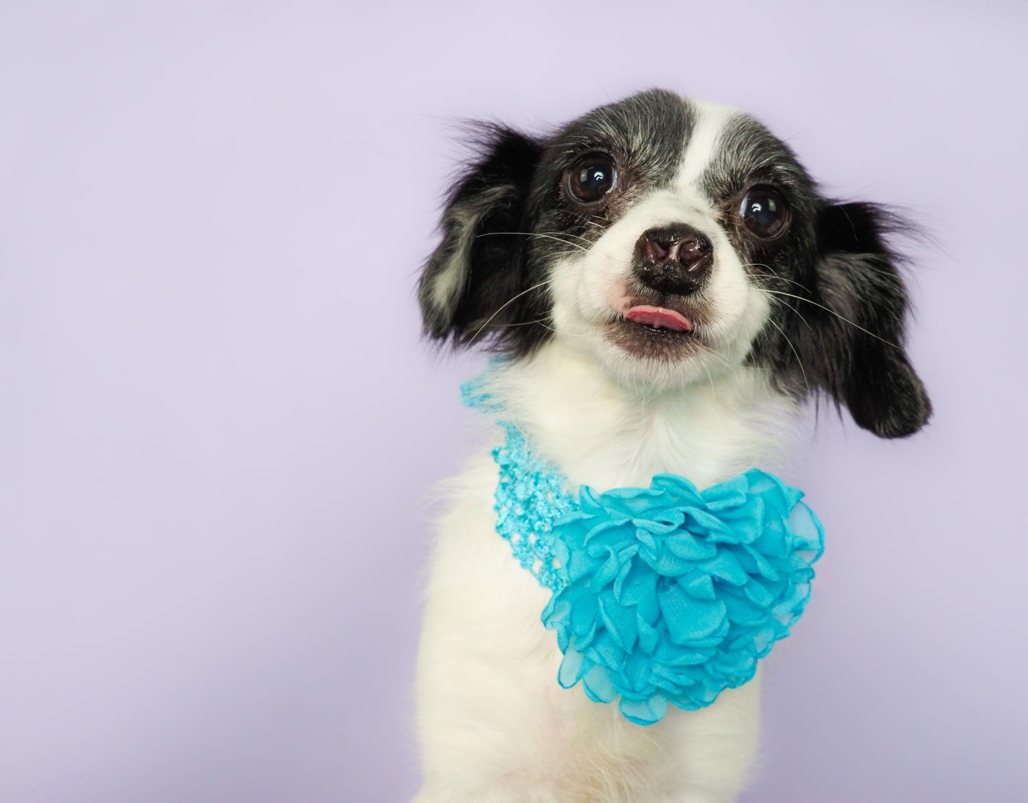 Tinishi, an adoptable mixed breed in PHOENIX, AZ image 5/6