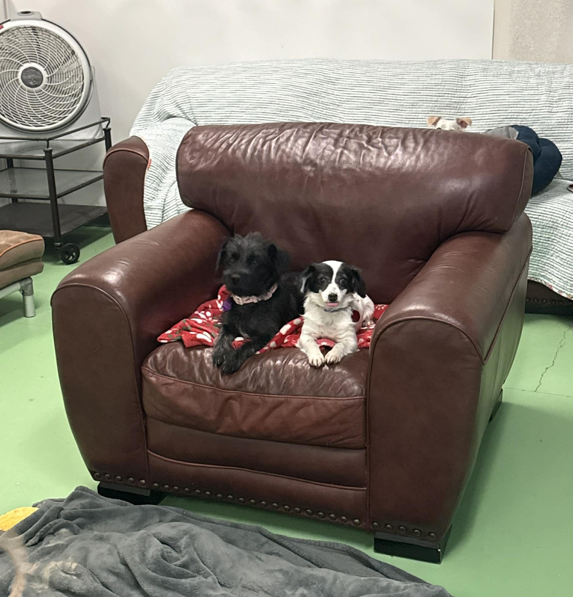 Tinishi, an adoptable mixed breed in PHOENIX, AZ image 6/6