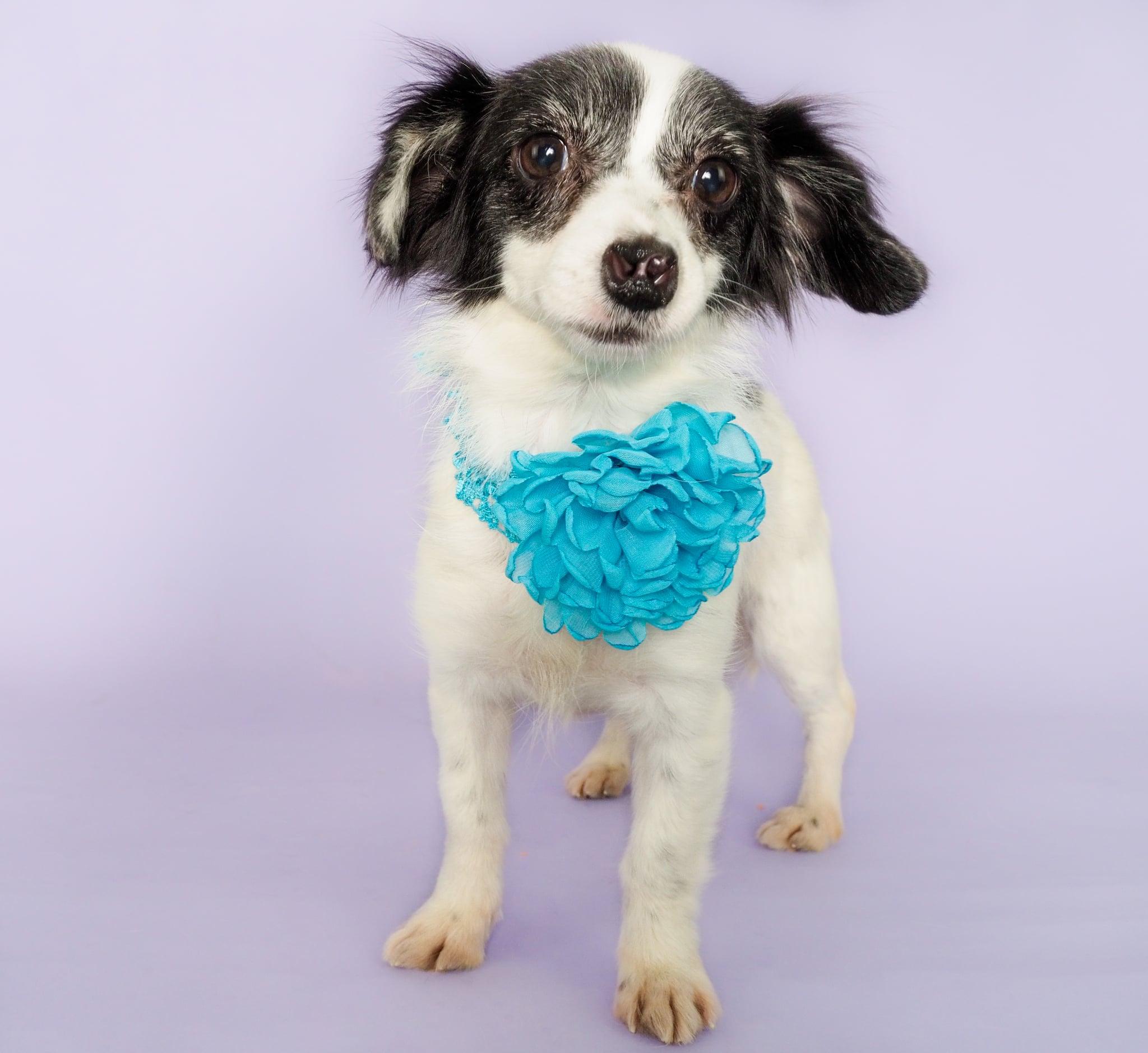 Tinishi, adoptable, Young Female Chihuahua.