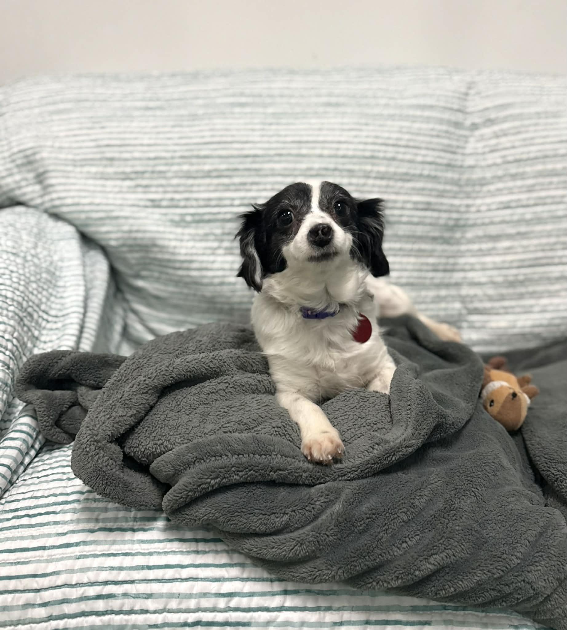 Tinishi, an adoptable mixed breed in PHOENIX, AZ image 4/6