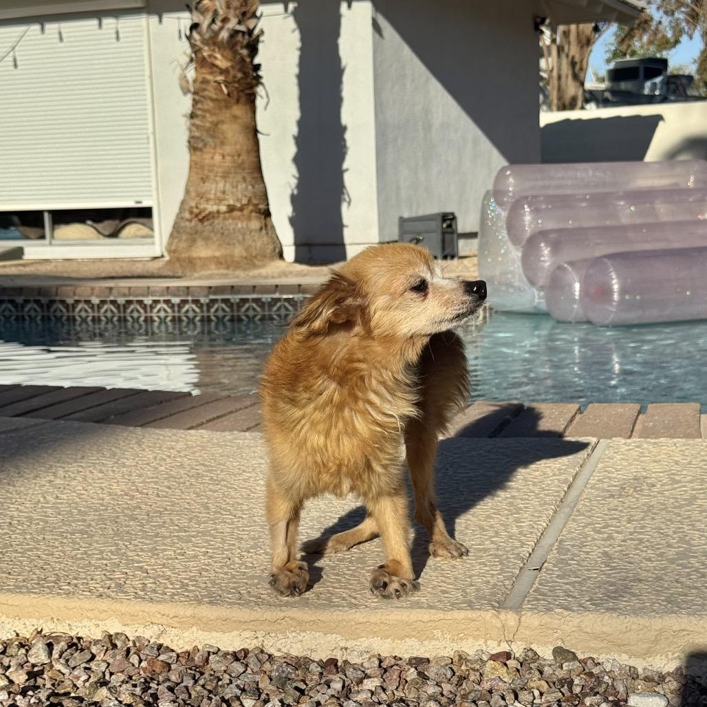 Enlarge Snail, a Adoptable mixed breed in Las Vegas, NV image 2/6