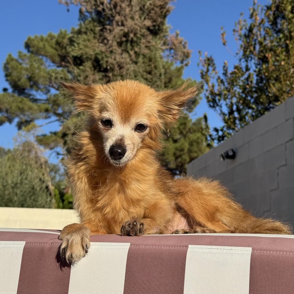 Enlarge Snail, a Adoptable mixed breed in Las Vegas, NV image 1/6