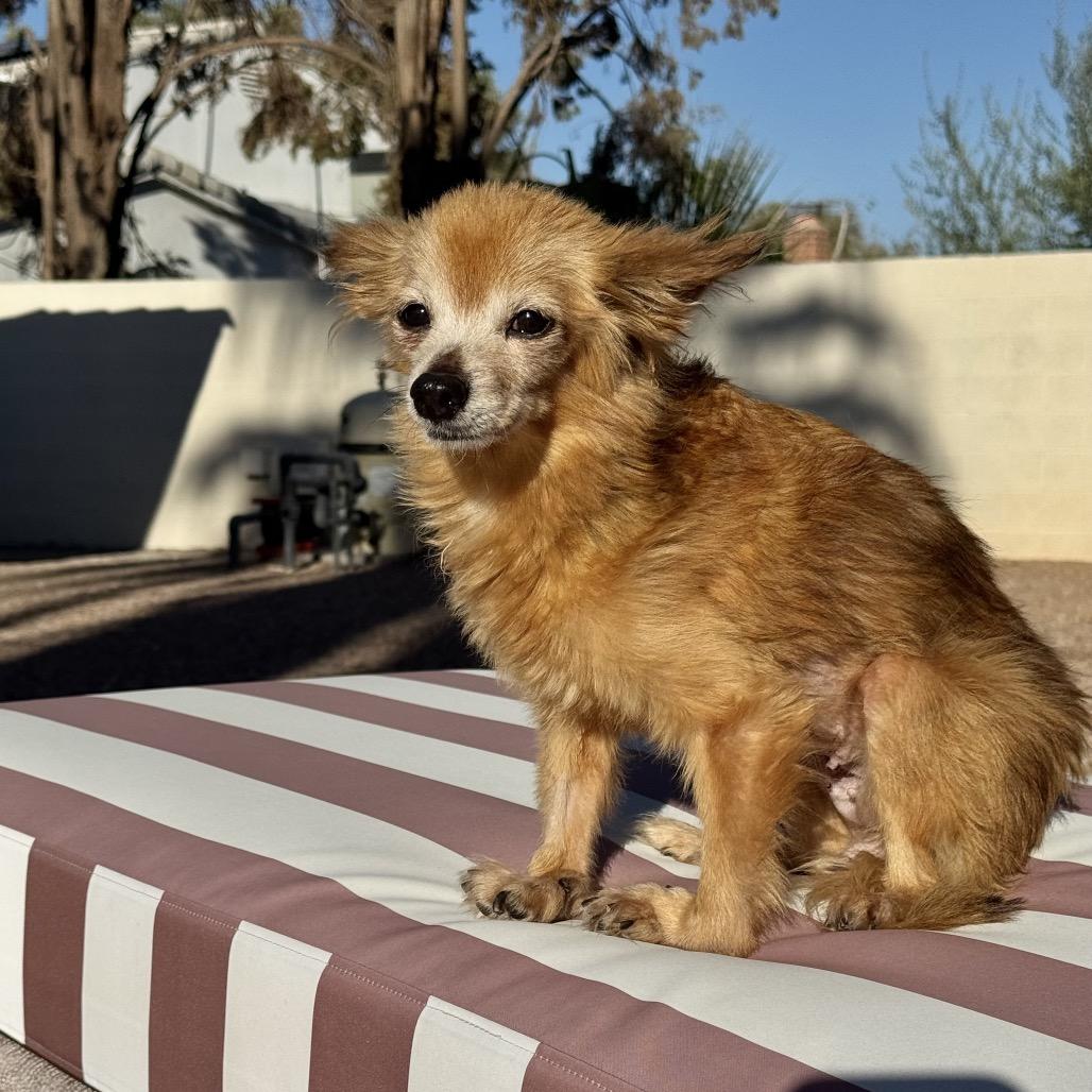Enlarge Snail, a Adoptable mixed breed in Las Vegas, NV image 4/6