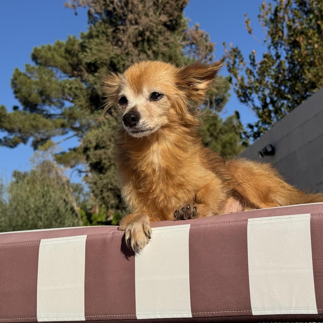 Enlarge Snail, a Adoptable mixed breed in Las Vegas, NV image 5/6