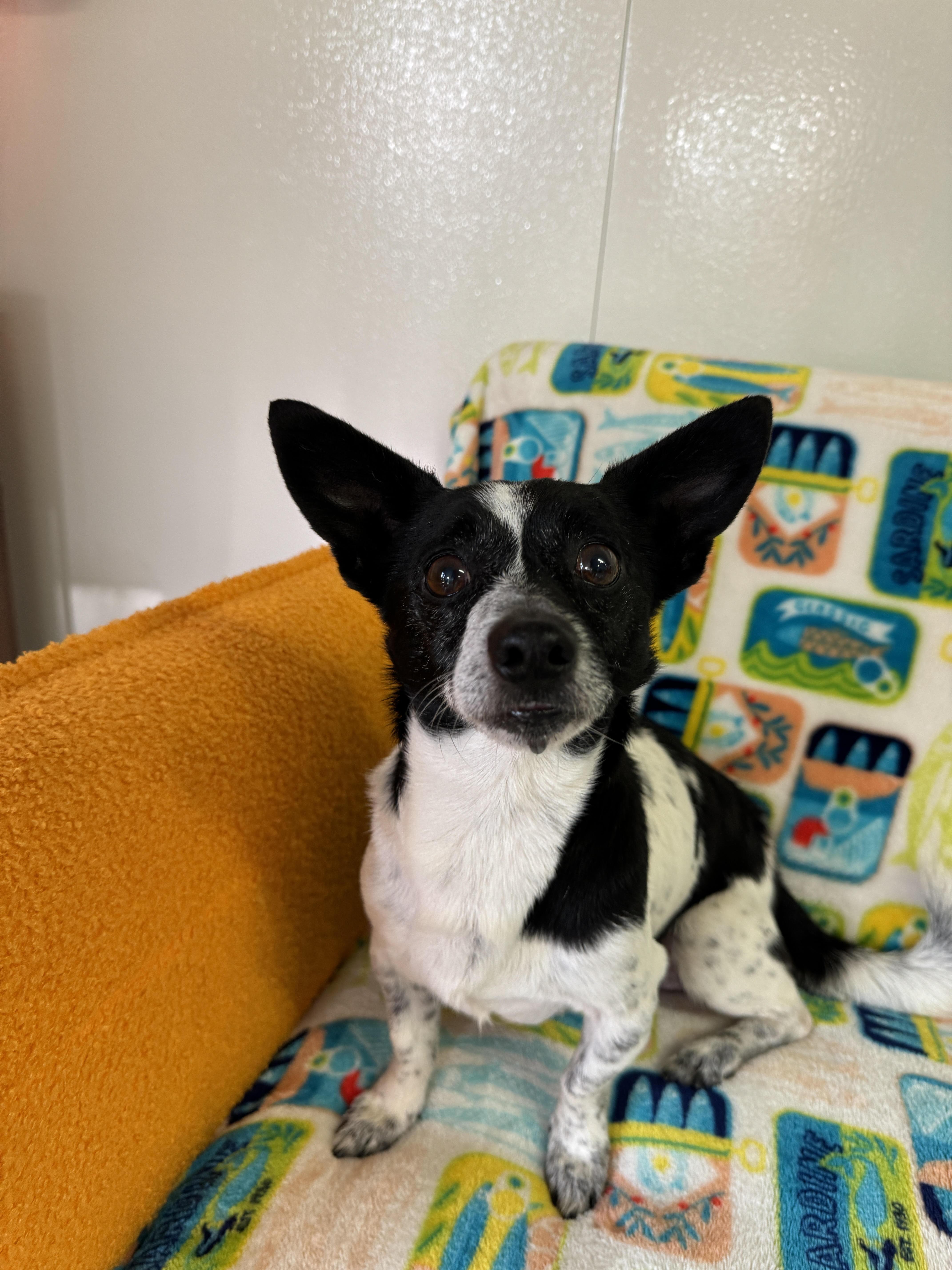 Graham, a ADOPTABLE mixed breed in Venice, FL image 1/4