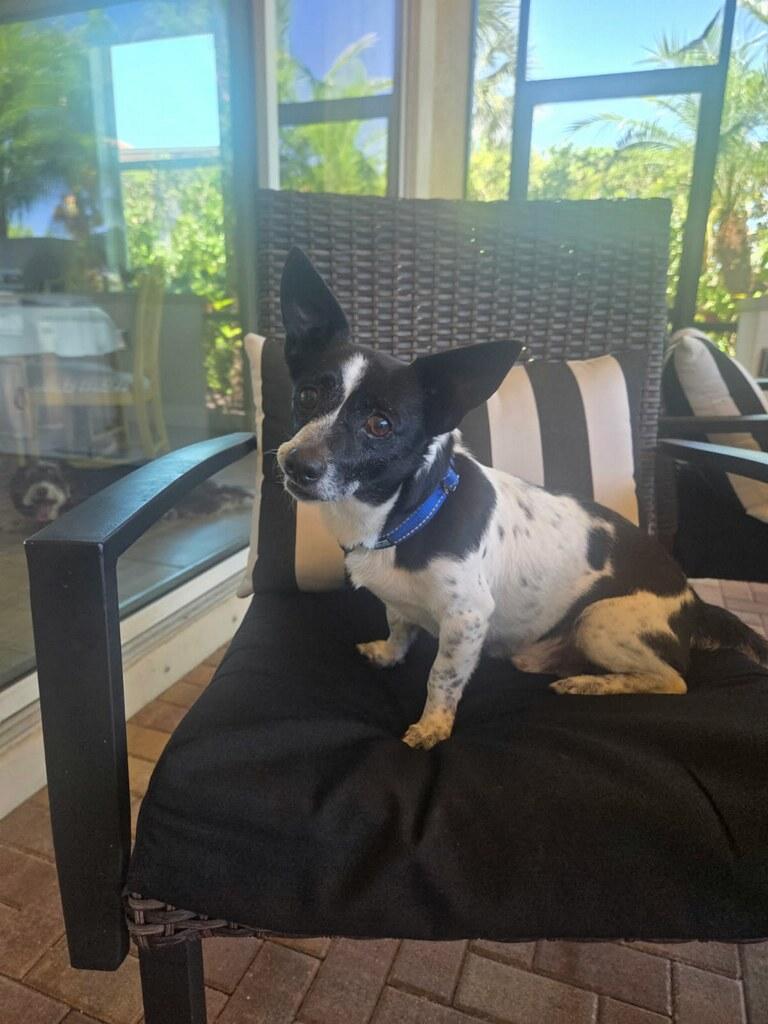 Graham, a ADOPTABLE mixed breed in Venice, FL image 3/4