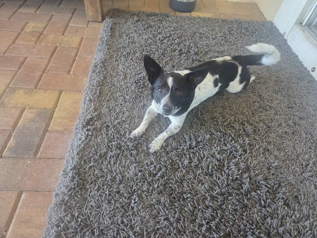 Graham, a ADOPTABLE mixed breed in Venice, FL image 2/4