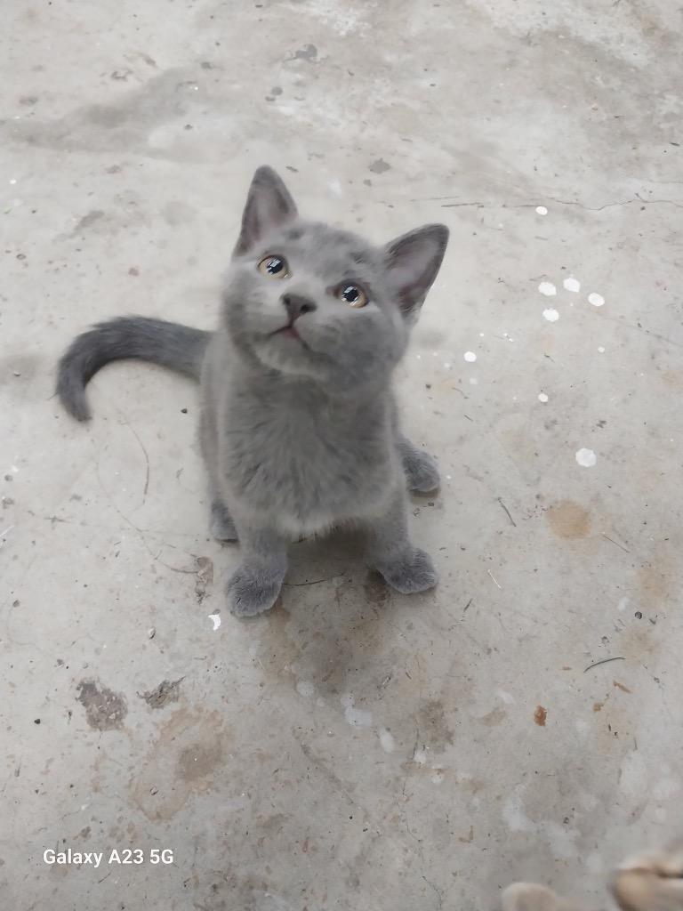 Enlarge Bowtie, a Adoptable mixed breed in Murray, KY image 3/3