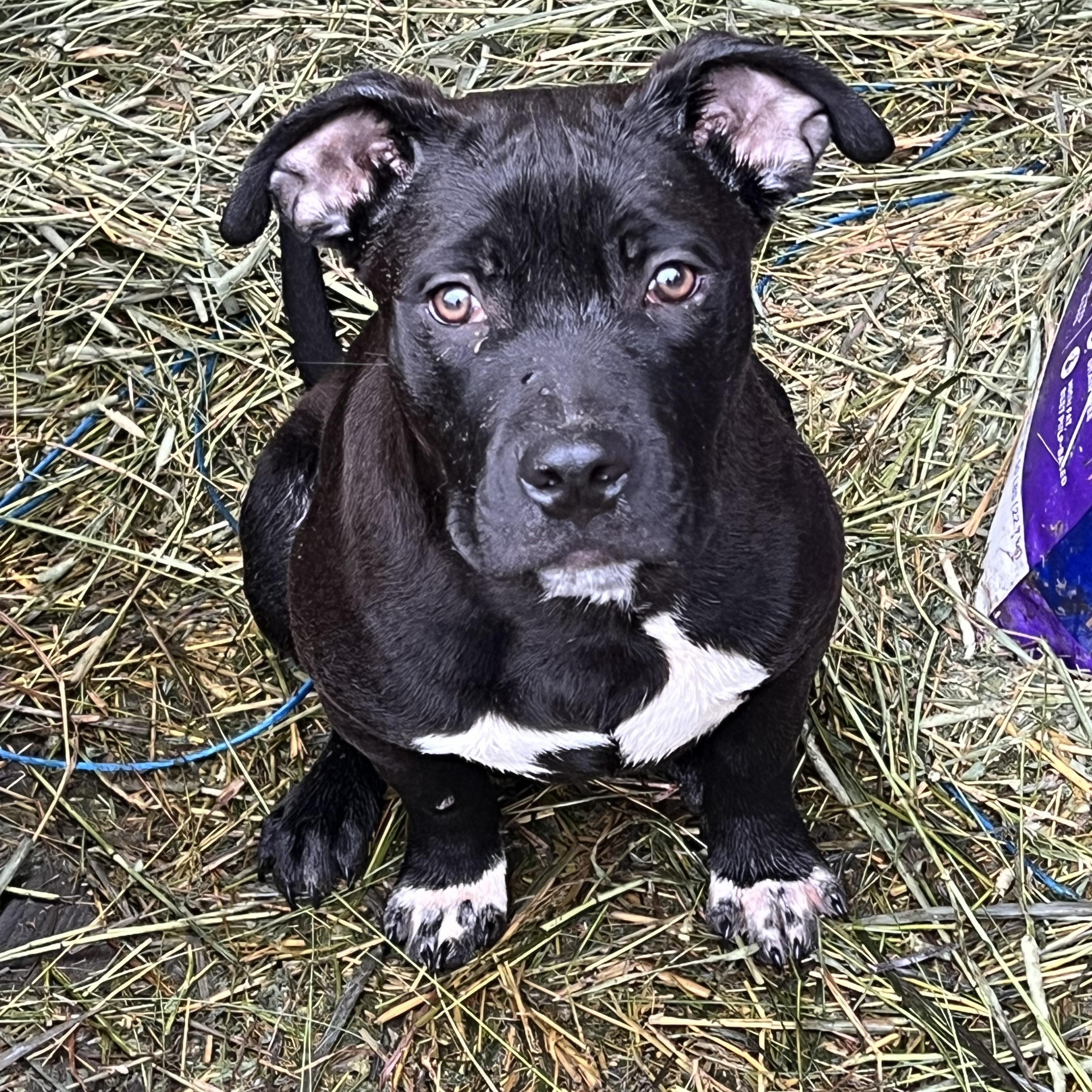 Brother , ADOPTABLE, Puppy Male Pit Bull Terrier.