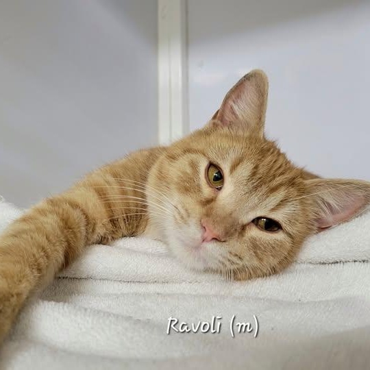 Enlarge Ravioli, an adopted Domestic Short Hair in Mazon, IL image 1/1