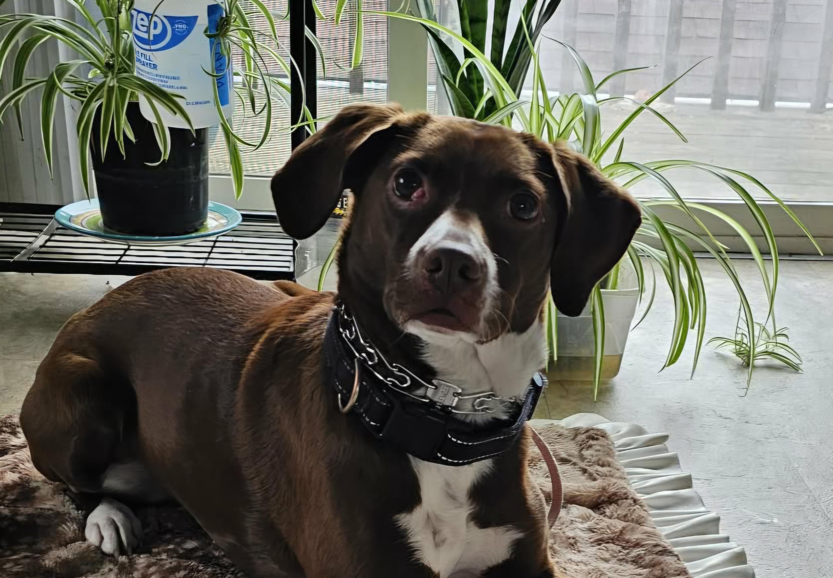 Clover , a ADOPTABLE mixed breed in Portland, OR image 1/6