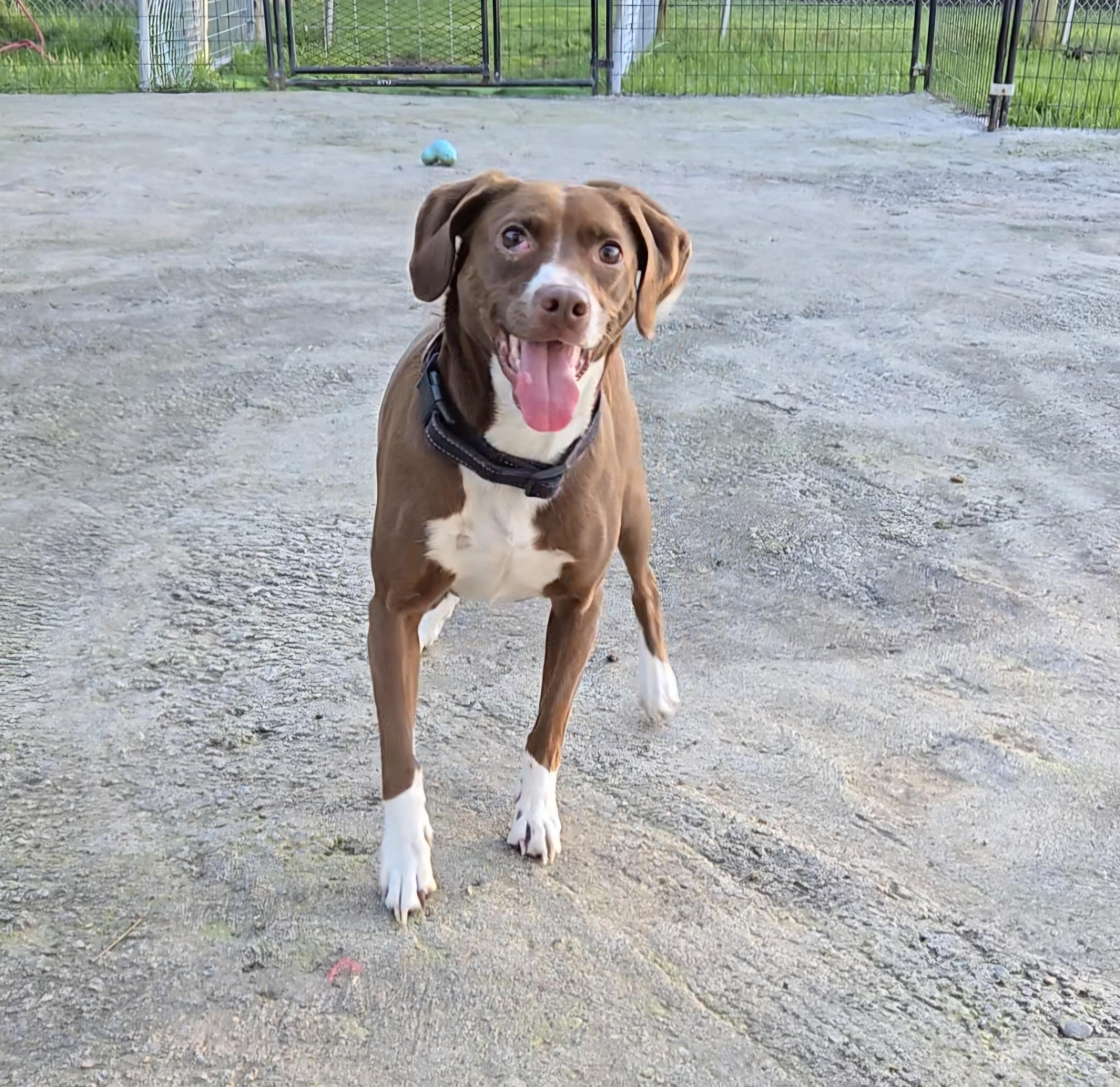 Clover , a ADOPTABLE mixed breed in Portland, OR image 3/6