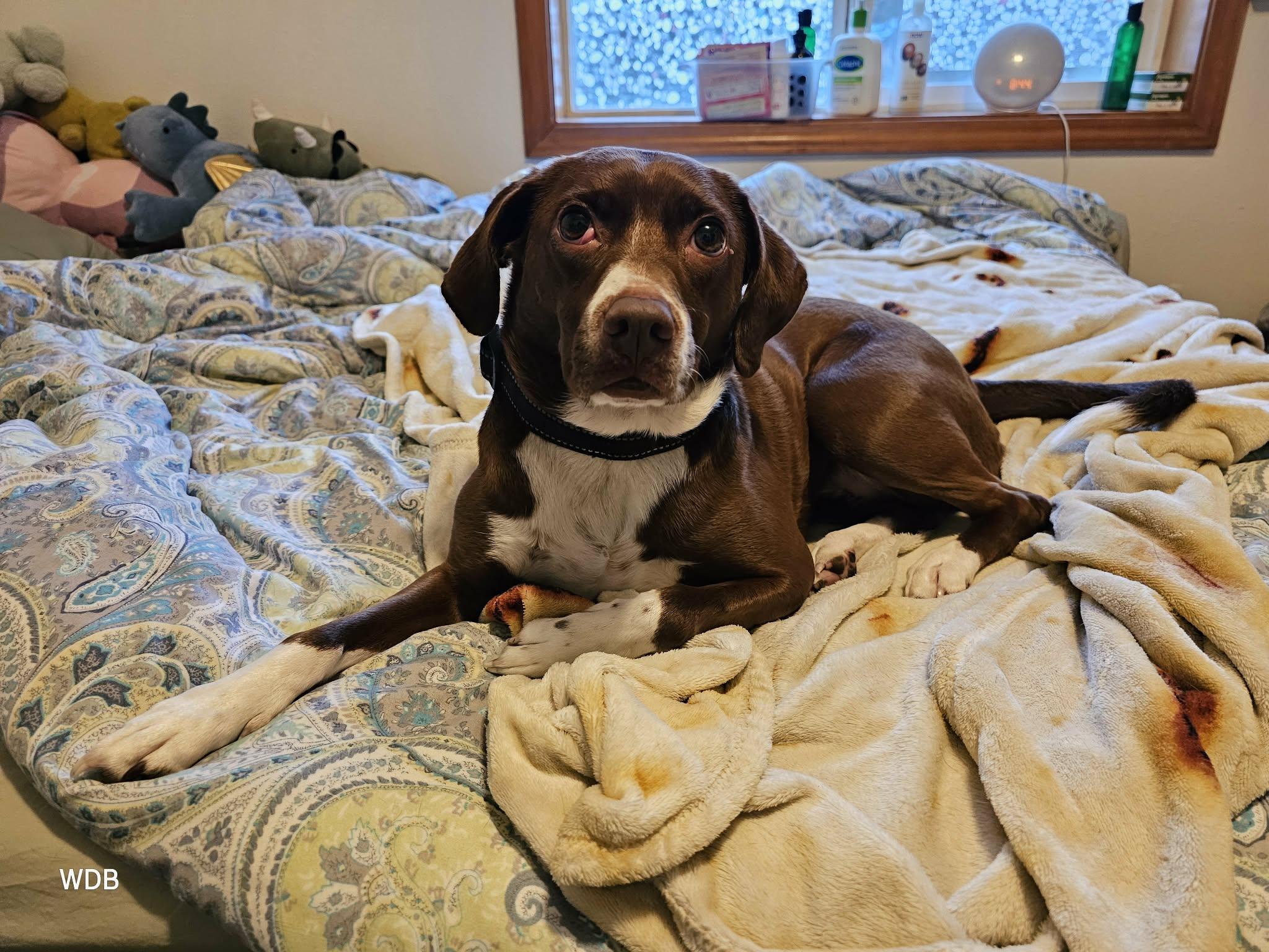 Clover , a ADOPTABLE mixed breed in Portland, OR image 4/6