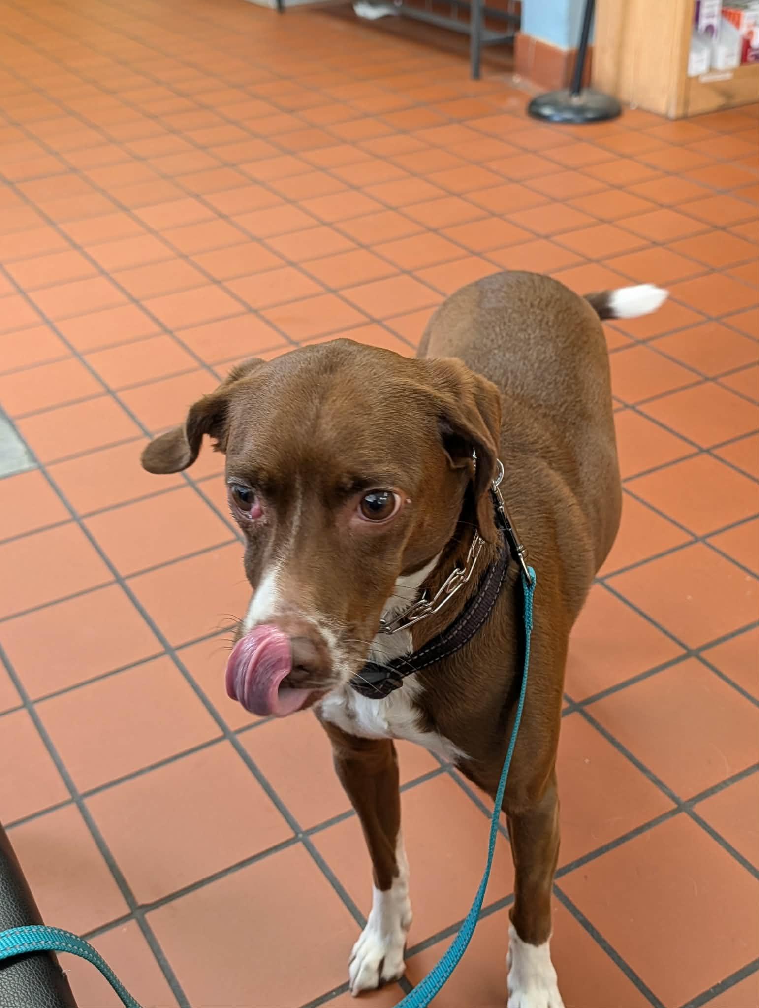 Clover , a ADOPTABLE mixed breed in Portland, OR image 6/6