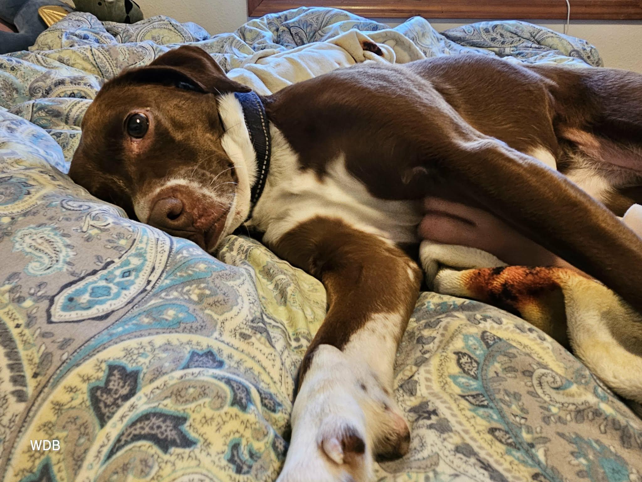 Clover , a ADOPTABLE mixed breed in Portland, OR image 2/6