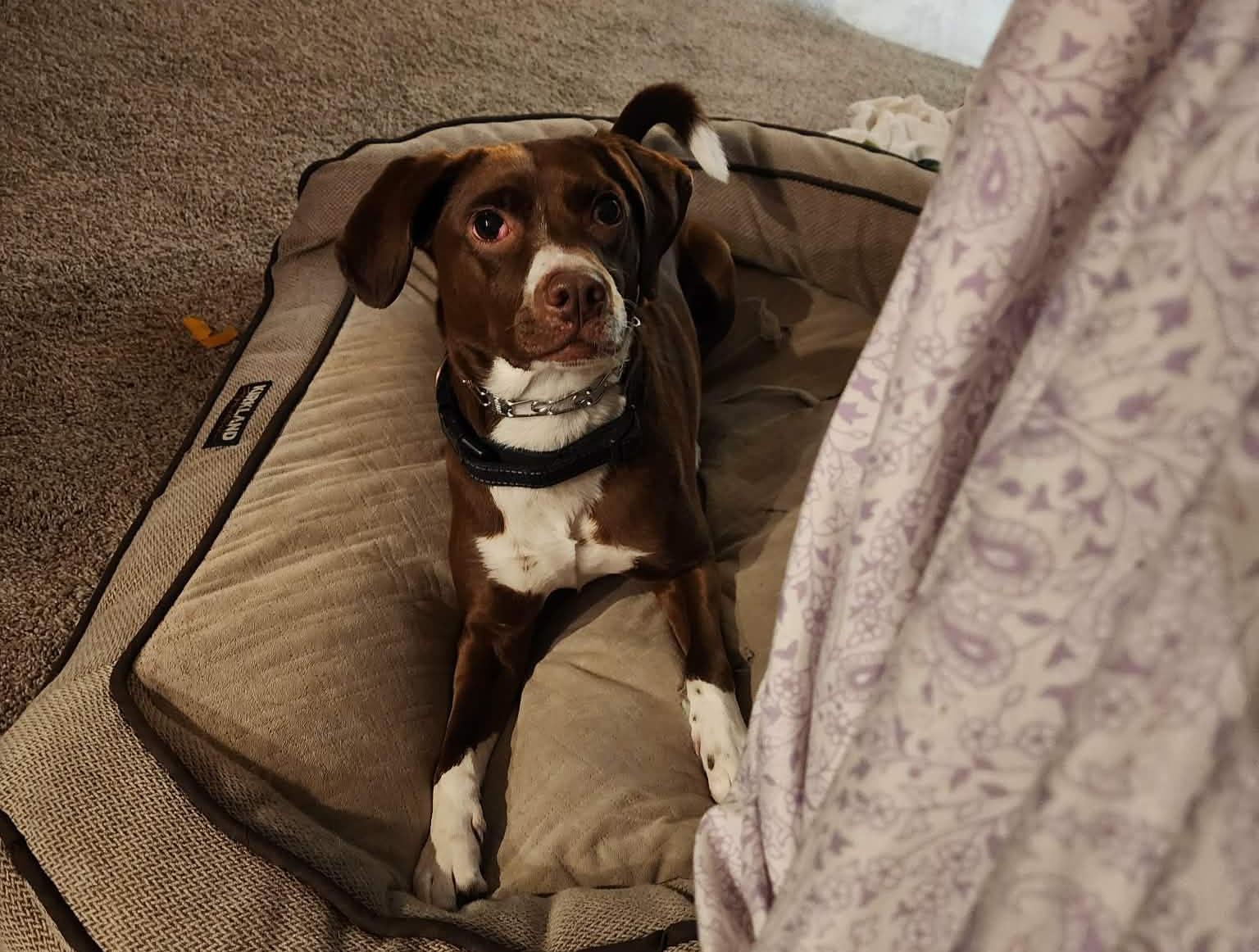 Clover , a ADOPTABLE mixed breed in Portland, OR image 5/6