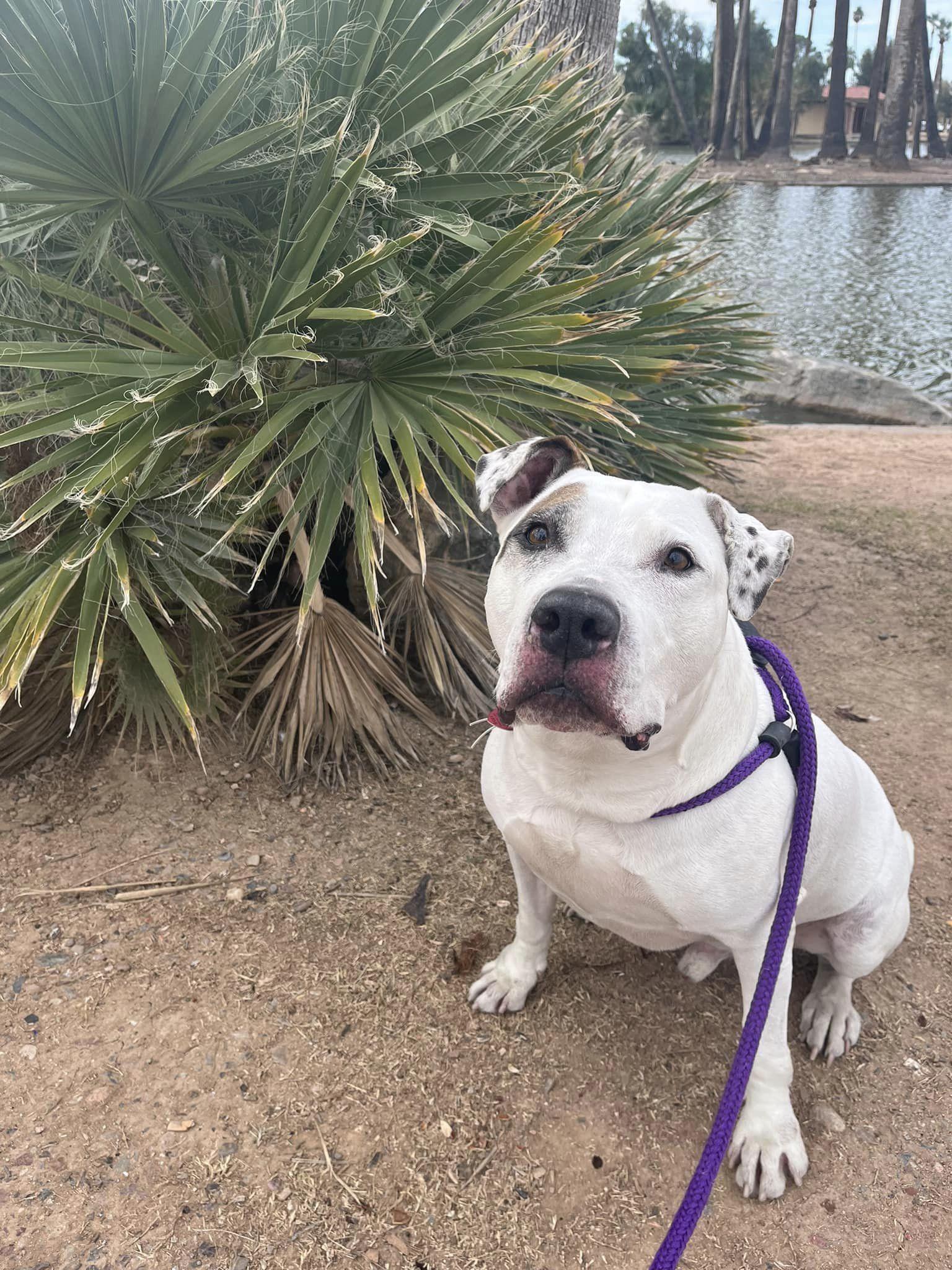 Ace (Courtesy post), Adopted, Adult Male Pit Bull Terrier.