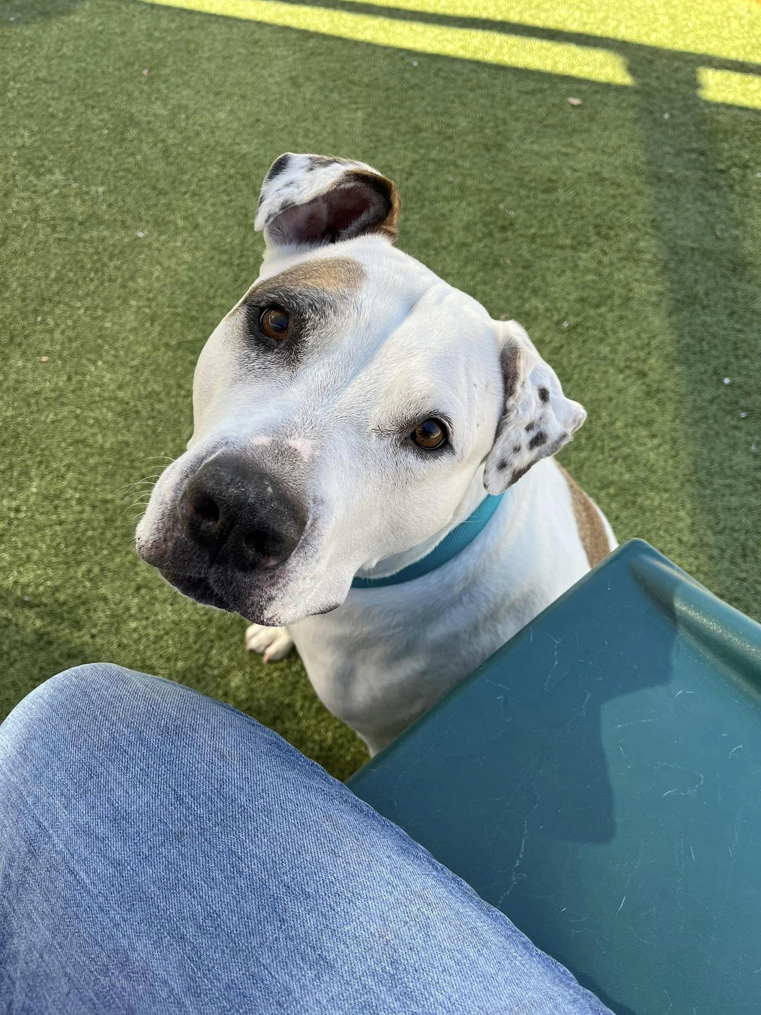 Ace (Courtesy post), a Adopted Pit Bull Terrier in Phoenix, AZ image 2/3