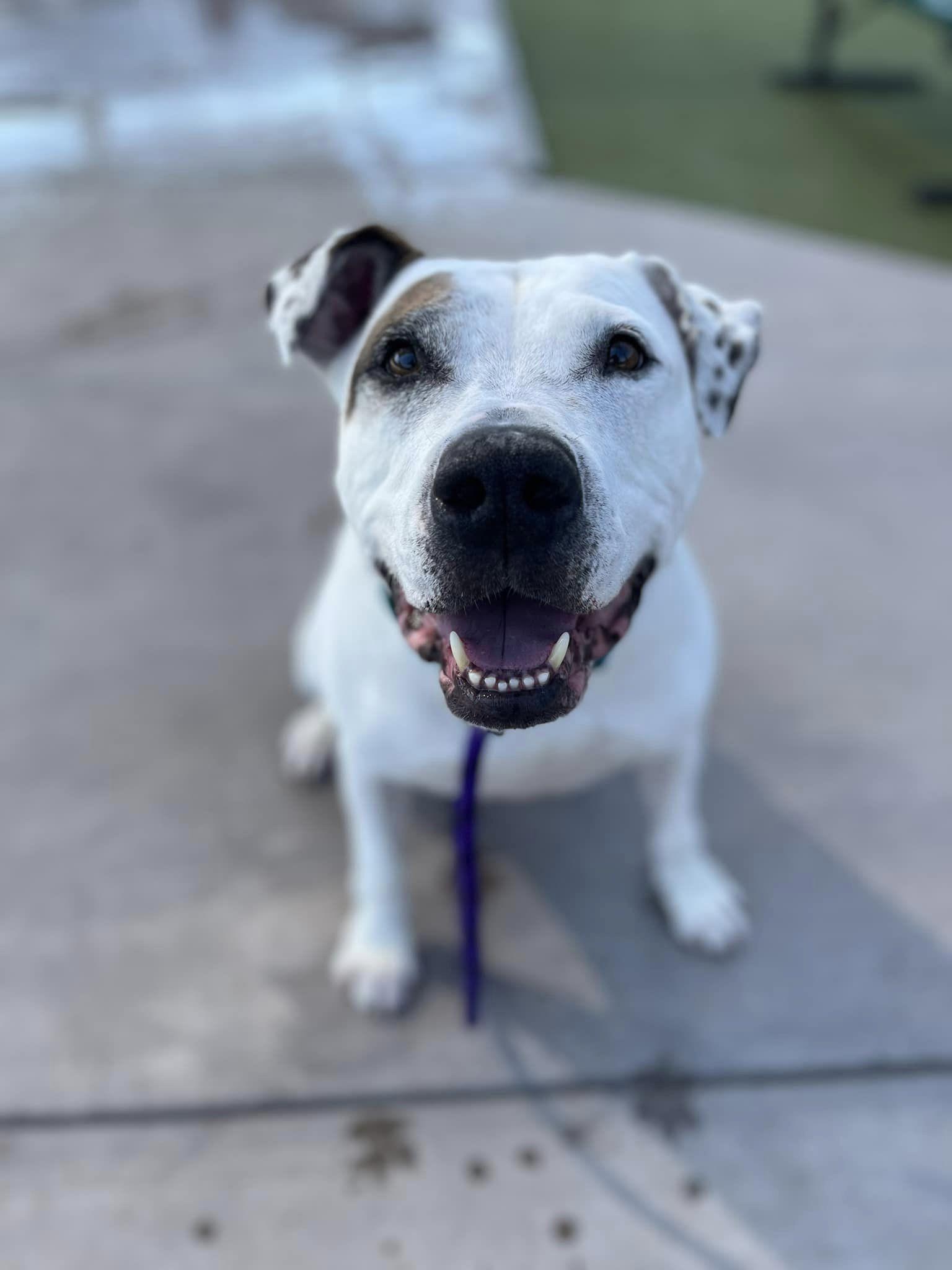 Ace (Courtesy post), a Adopted Pit Bull Terrier in Phoenix, AZ image 3/3