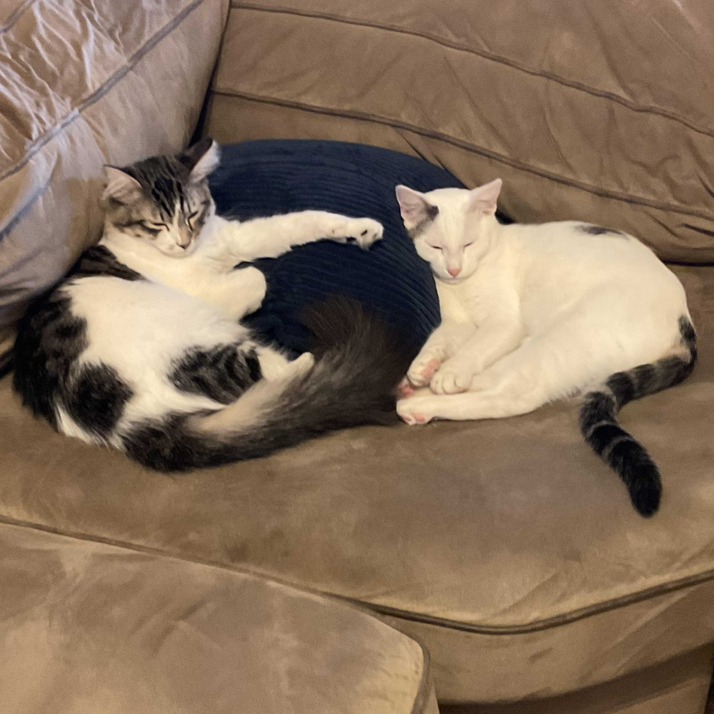 Enlarge Dipper & Mable (bonded brother & sister), a Adopted Domestic Short Hair in Orange, CA image 1/5
