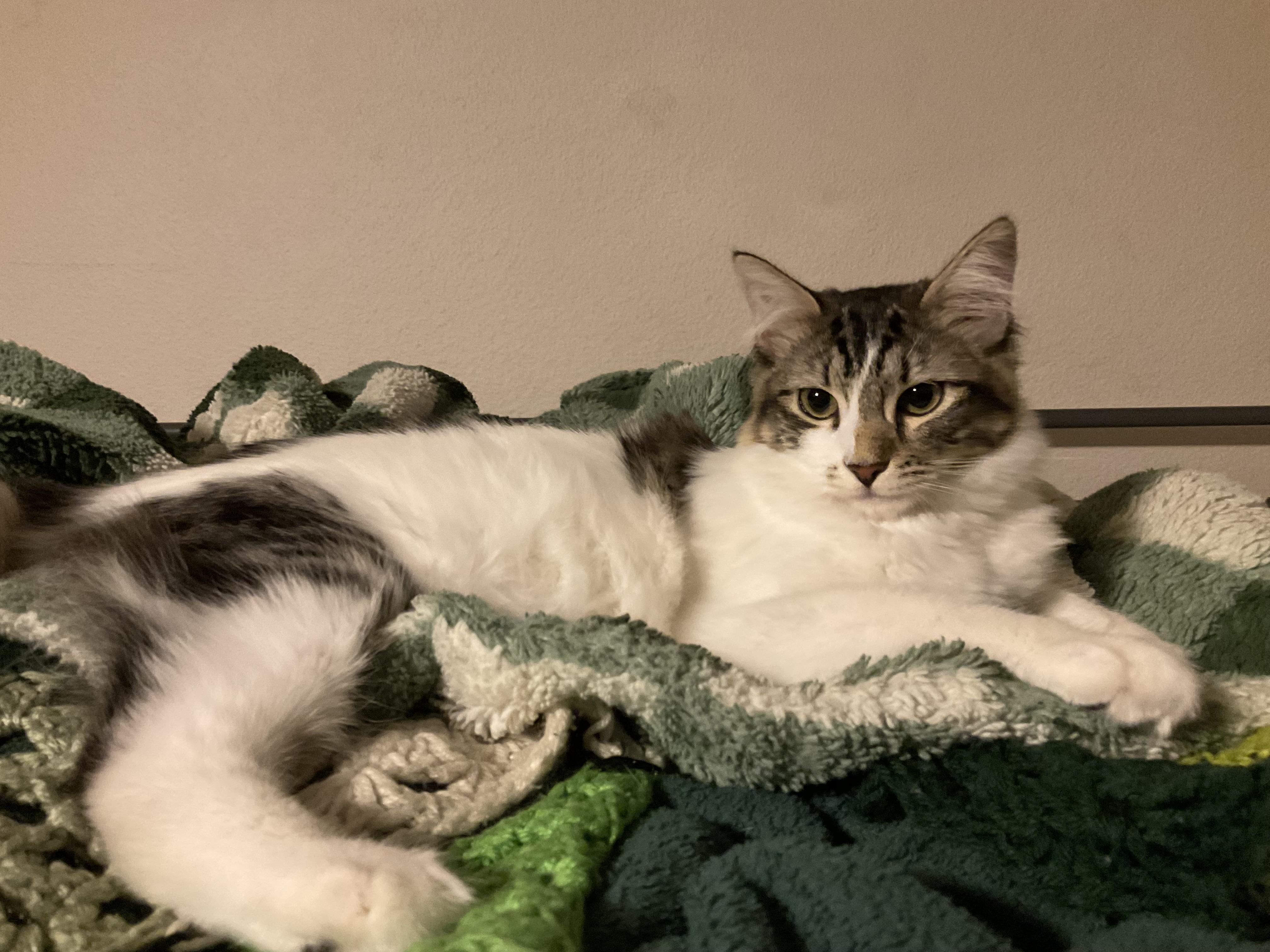 Enlarge Dipper & Mable (bonded brother & sister), a Adopted Domestic Short Hair in Orange, CA image 3/5
