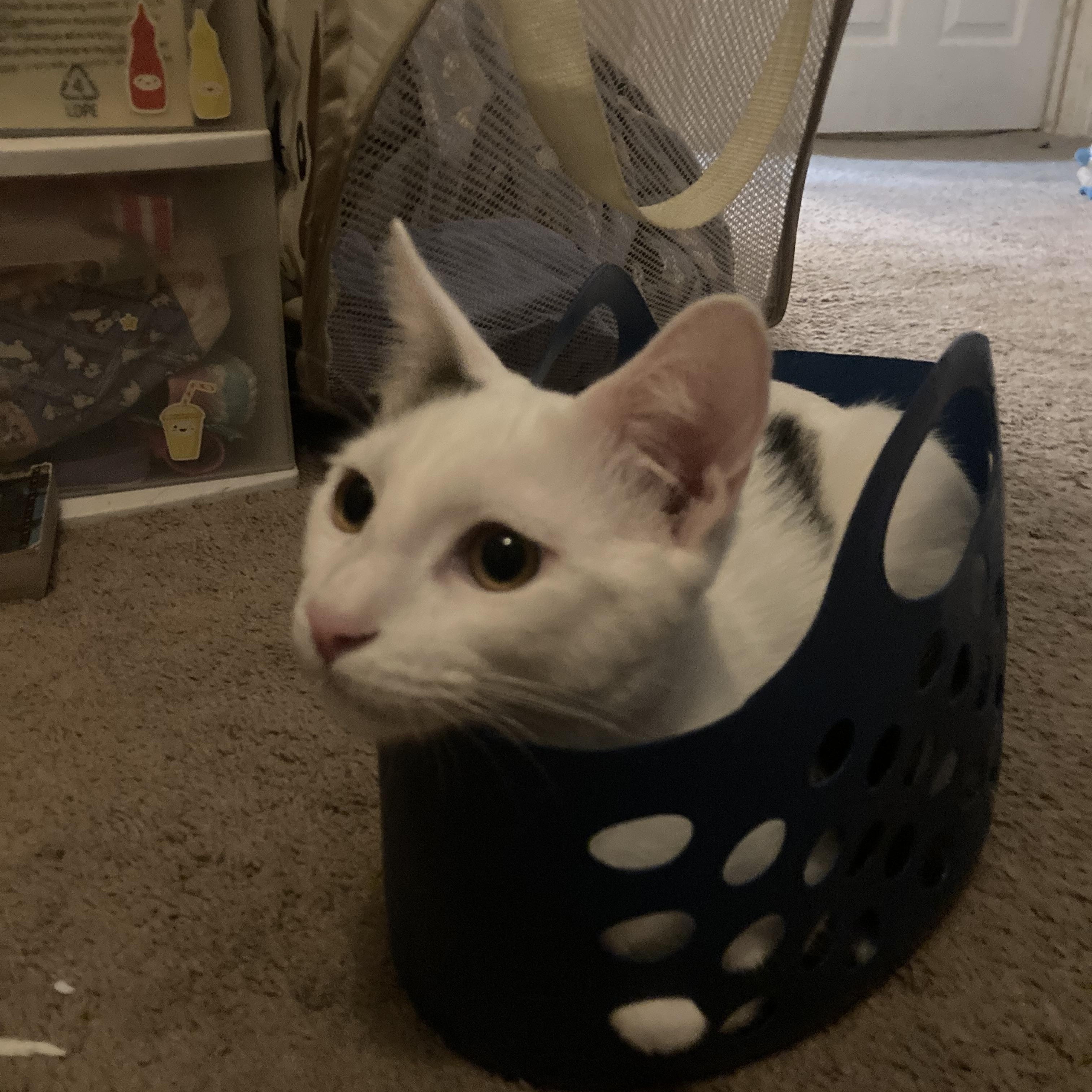 Enlarge Dipper & Mable (bonded brother & sister), a Adopted Domestic Short Hair in Orange, CA image 5/5