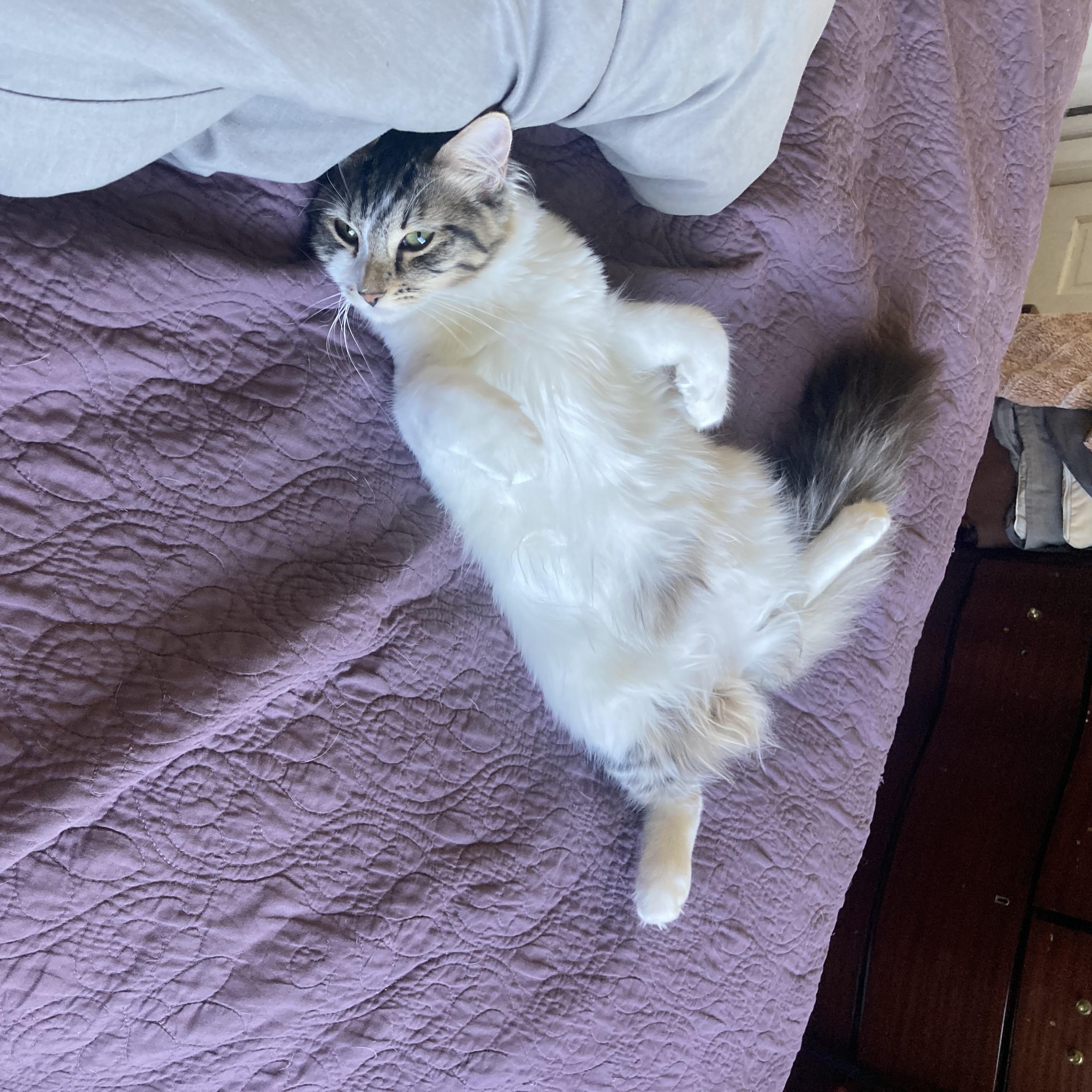 Enlarge Dipper & Mable (bonded brother & sister), a Adopted Domestic Short Hair in Orange, CA image 4/5