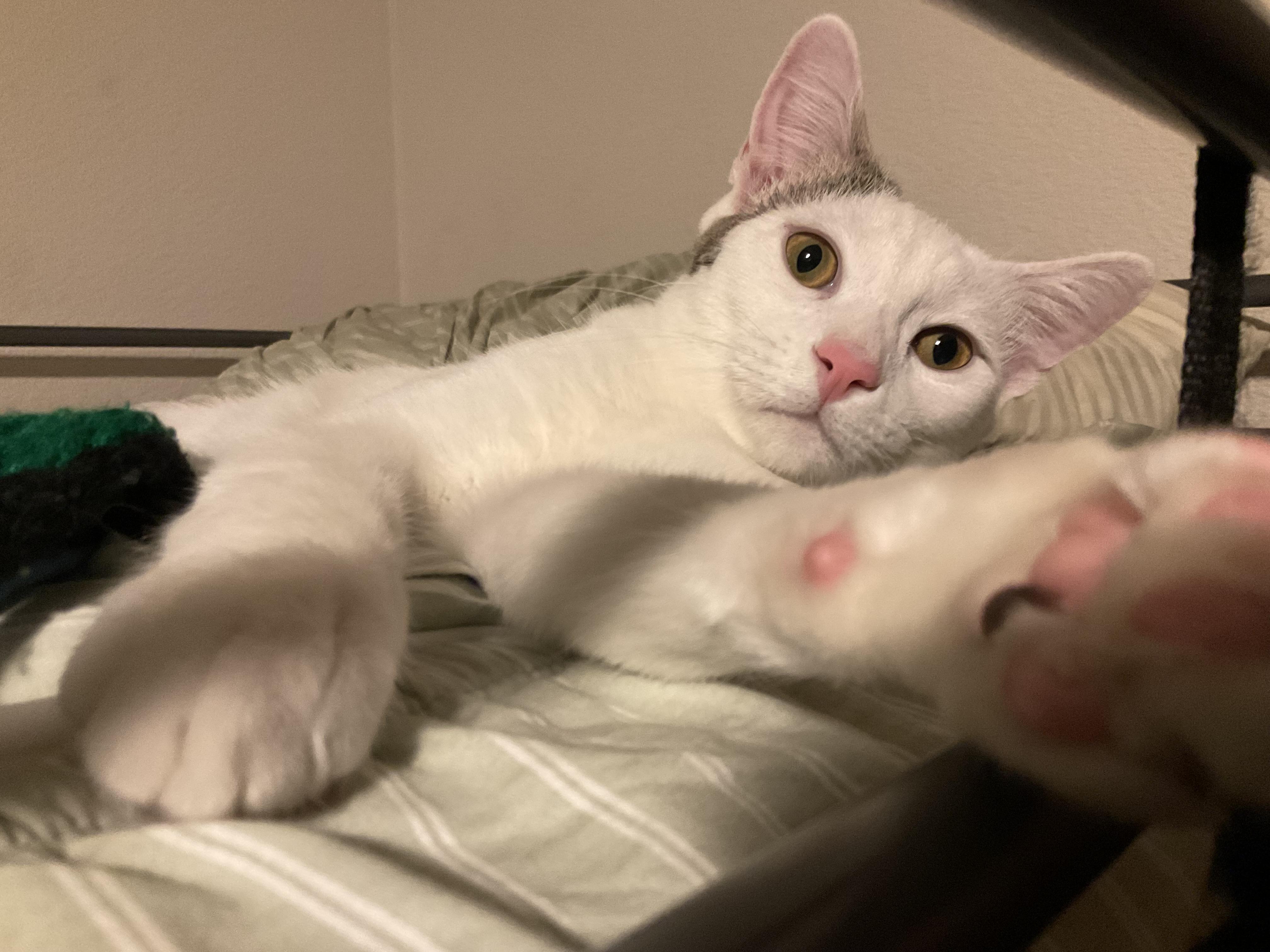 Enlarge Dipper & Mable (bonded brother & sister), a Adopted Domestic Short Hair in Orange, CA image 2/5