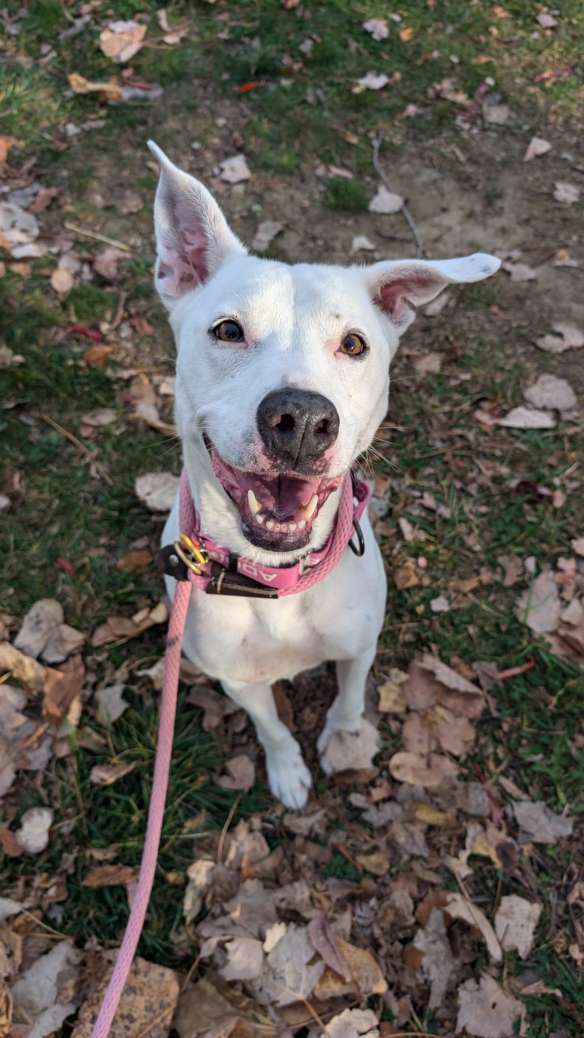 Dog for adoption Daphne, a Terrier Mix in Cleveland, OH Petfinder