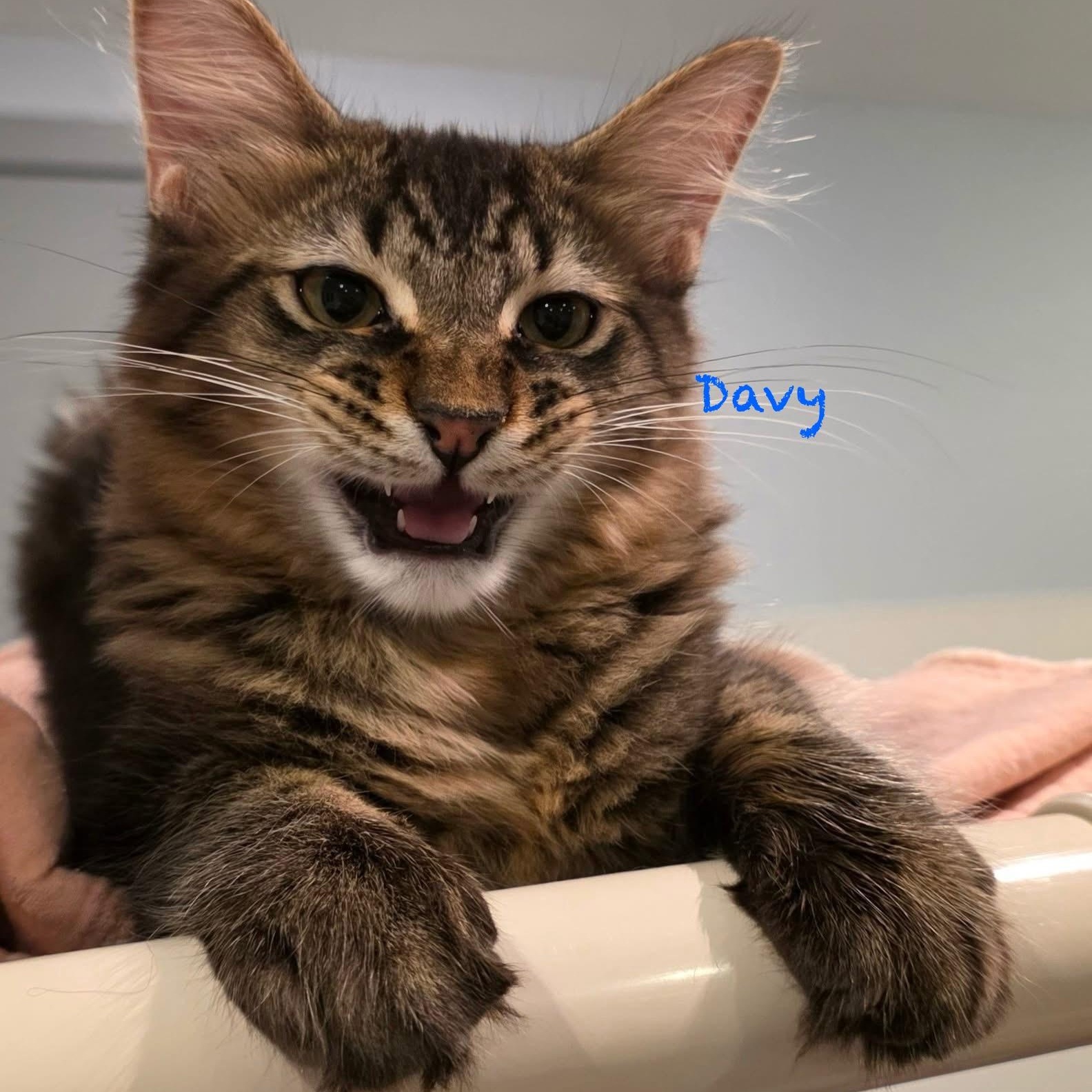 Enlarge Davy, an adoptable mixed breed in Palatine, IL image 1/3