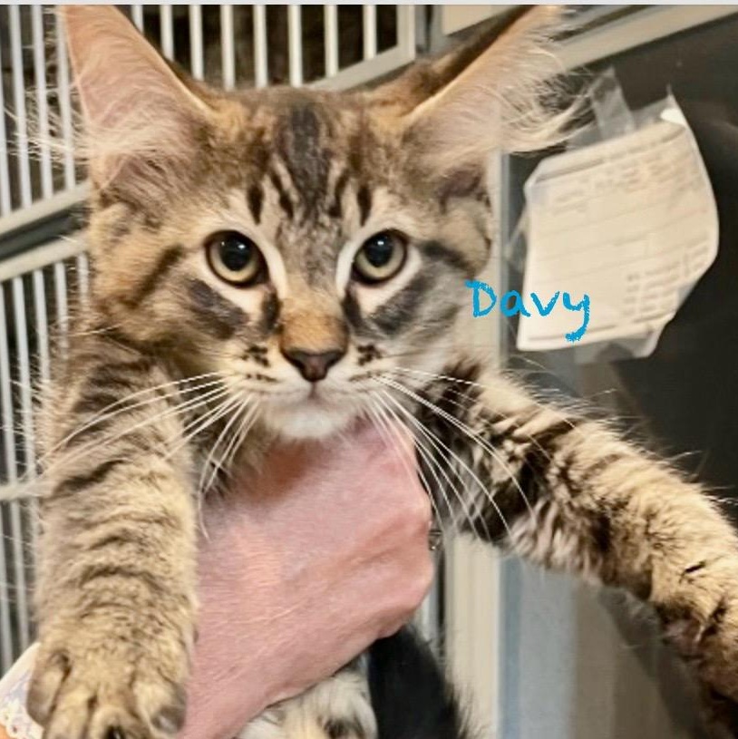Enlarge Davy, an adoptable mixed breed in Palatine, IL image 3/3
