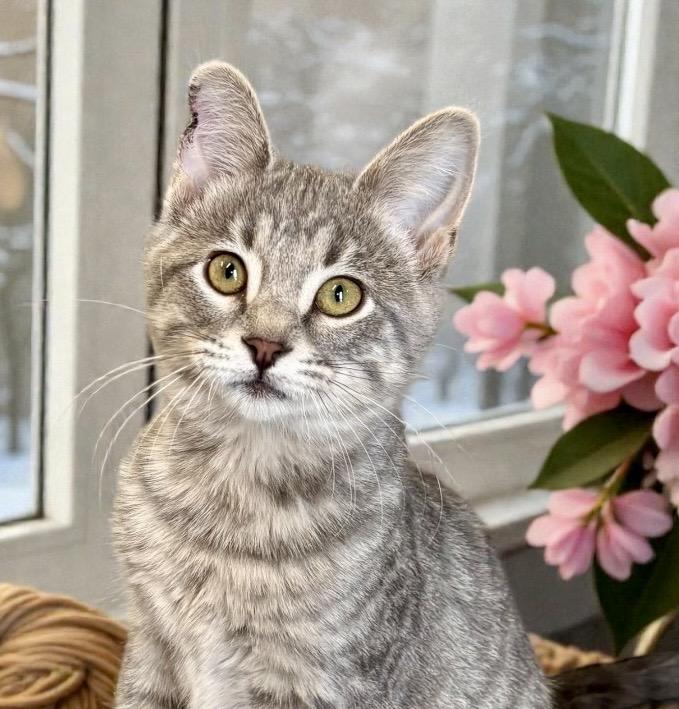 Nova, ADOPTABLE, Kitten Female Tabby.