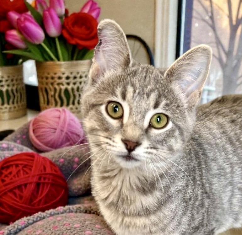 Enlarge Nova, a ADOPTABLE Tabby in Perry, IA image 4/6