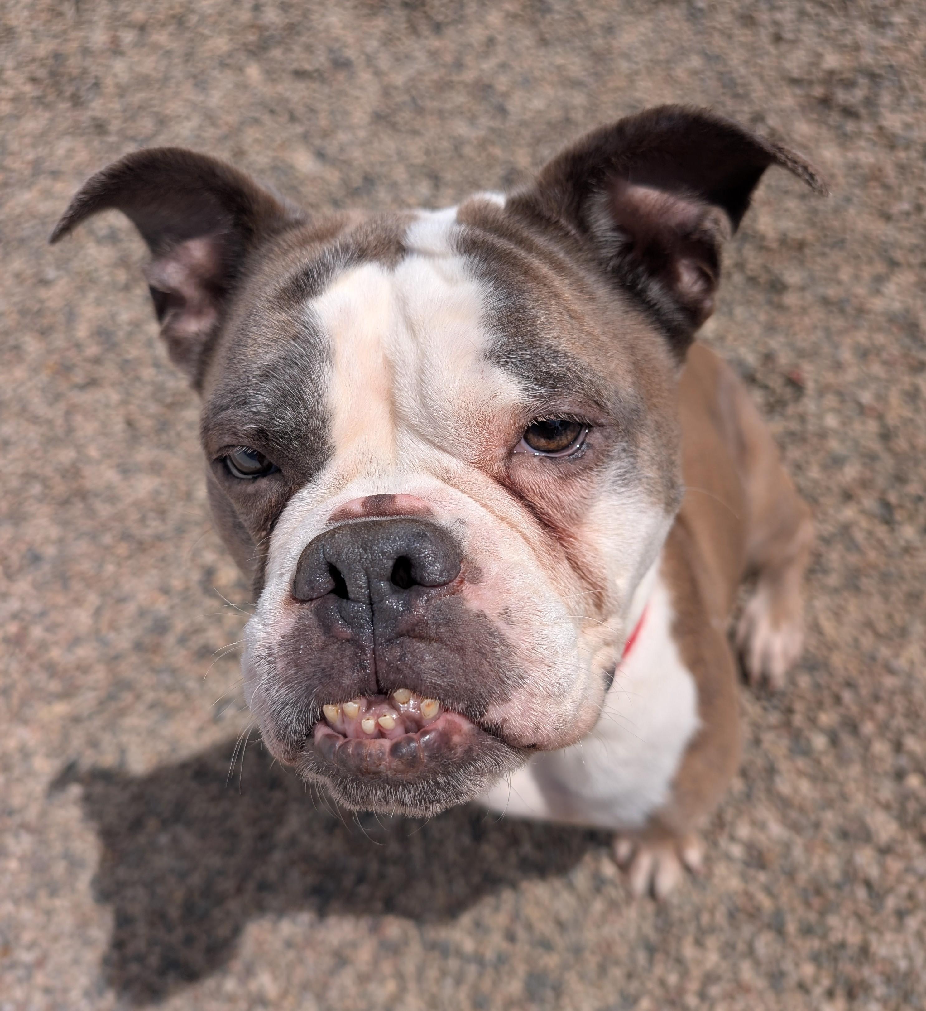 Tulip, an adoptable English Bulldog in New Ulm, MN image 1/6