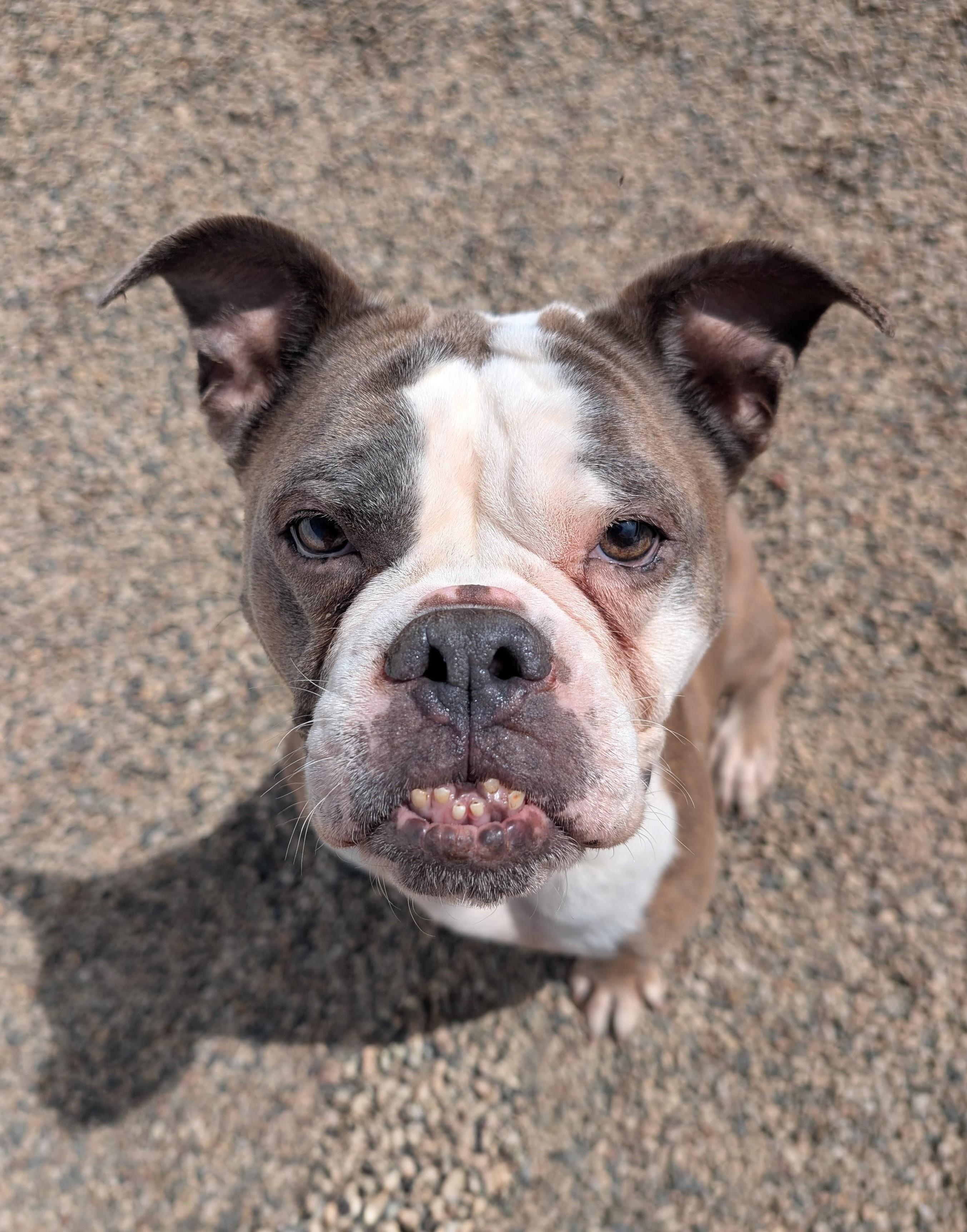 Tulip, an adoptable English Bulldog in New Ulm, MN image 4/6