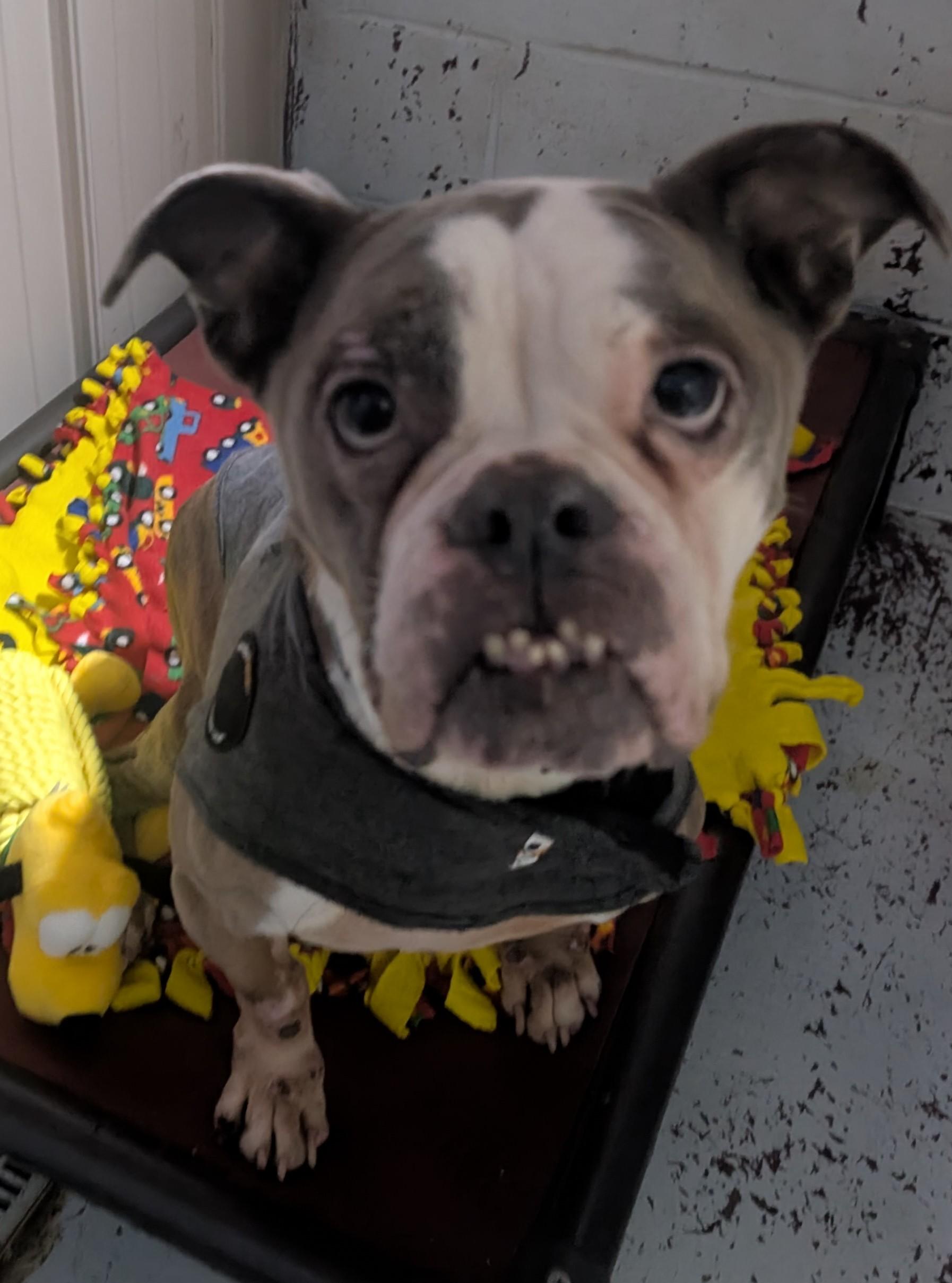 Tulip, an adoptable English Bulldog in New Ulm, MN image 6/6