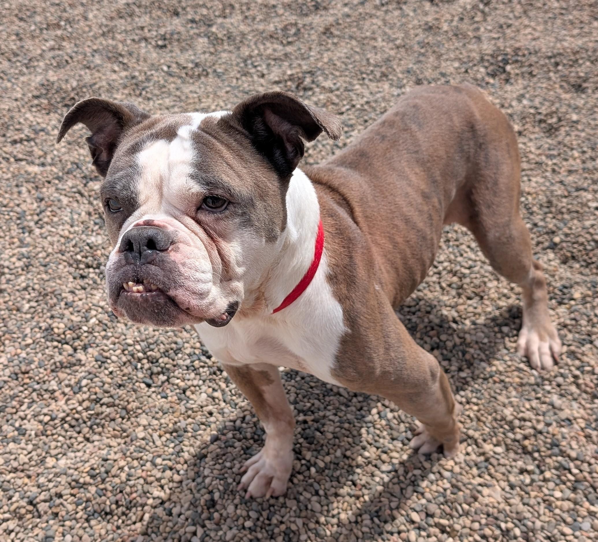 Tulip, an adoptable English Bulldog in New Ulm, MN image 2/6