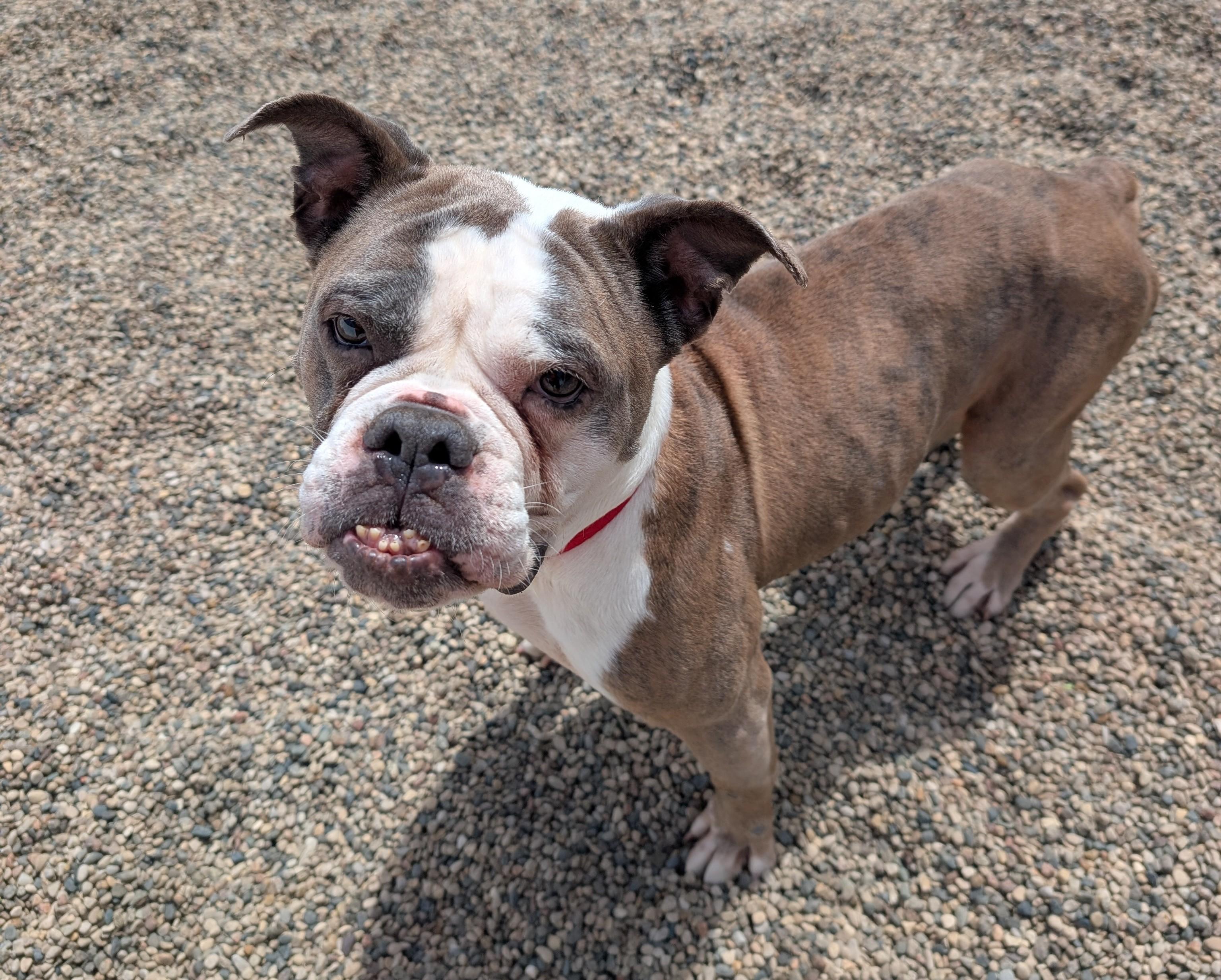 Tulip, an adoptable English Bulldog in New Ulm, MN image 3/6