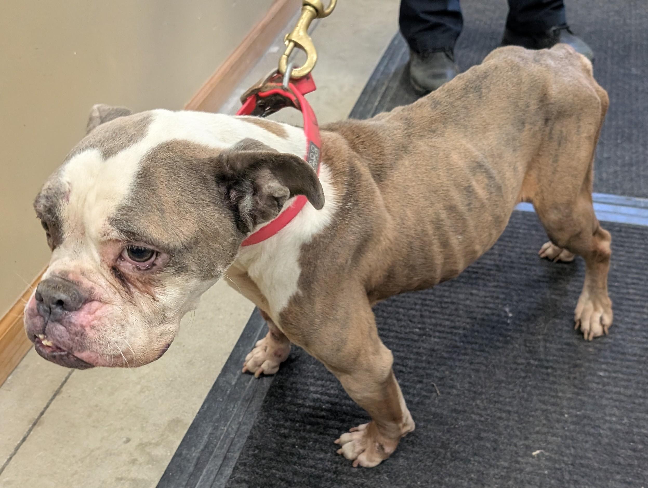 Tulip, an adoptable English Bulldog in New Ulm, MN image 5/6