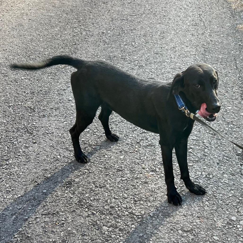 Brushy Creek Jet, Adoptable, Young Male Mountain Cur.
