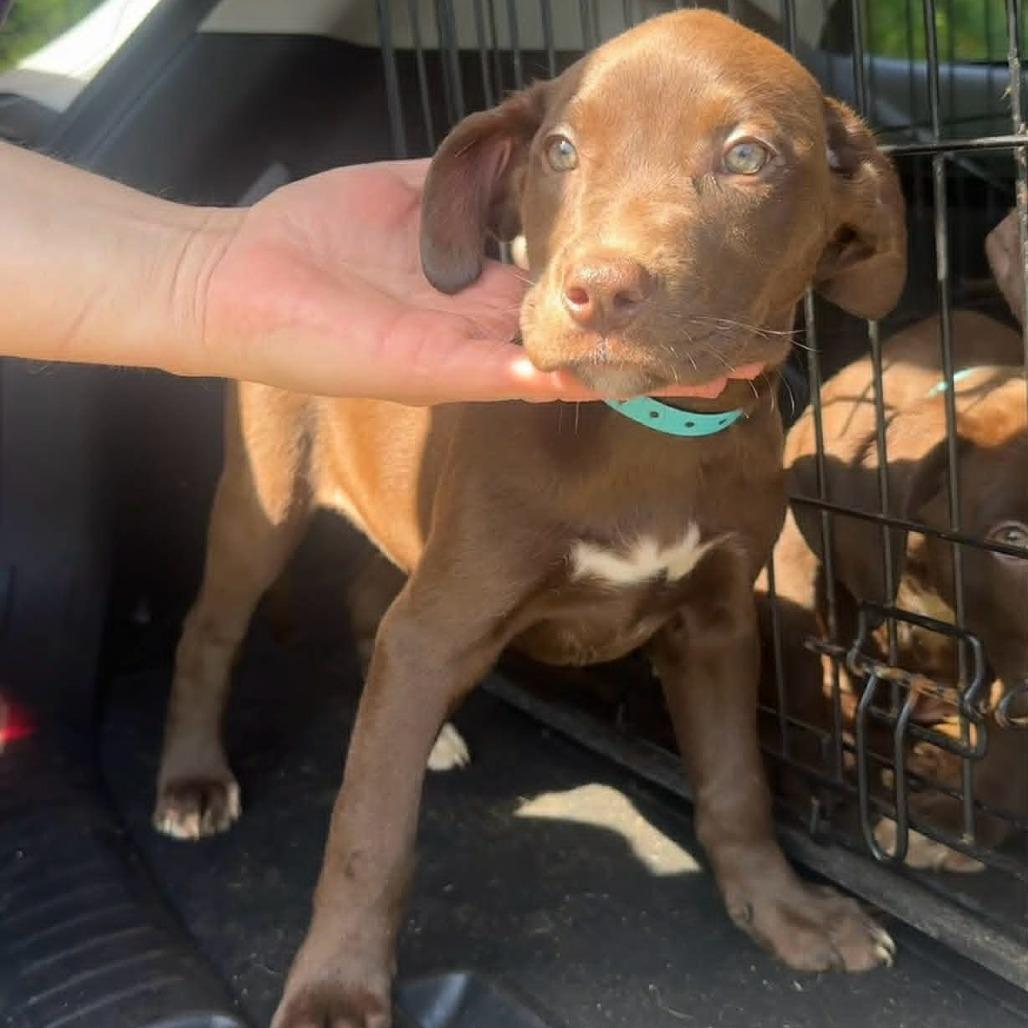 Lam, Adoptable, Puppy Female Chocolate Labrador Retriever & Mixed Breed.