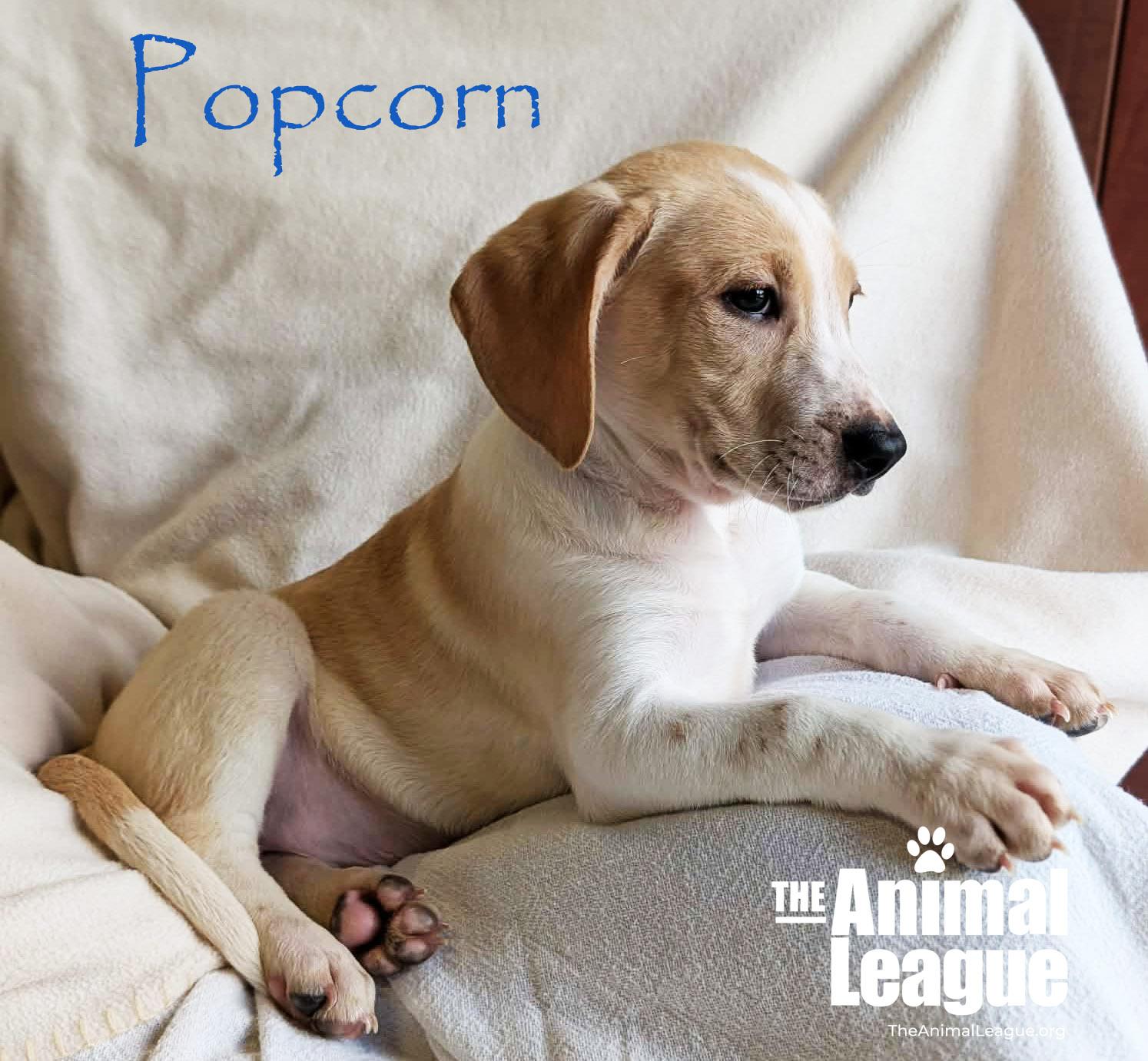 Enlarge Popcorn, an adopted mixed breed in Groveland, FL image 2/3